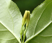 Northern Bush Honeysuckle - Diervilla lonicera Habitat: Mesic forest<br />
https://www.jungledragon.com/image/116102/northern_bush_honeysuckle_-_diervilla_lonicera.html<br />
https://www.jungledragon.com/image/116104/northern_bush_honeysuckle_-_diervilla_lonicera.html<br />
https://www.jungledragon.com/image/116103/northern_bush_honeysuckle_-_diervilla_lonicera.html Diervilla lonicera,Geotagged,Northern bush honeysuckle,Spring,United States