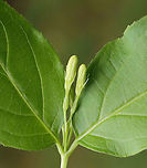 Northern Bush Honeysuckle - Diervilla lonicera Habitat: Mesic forest<br />
https://www.jungledragon.com/image/116102/northern_bush_honeysuckle_-_diervilla_lonicera.html<br />
https://www.jungledragon.com/image/116104/northern_bush_honeysuckle_-_diervilla_lonicera.html<br />
https://www.jungledragon.com/image/116103/northern_bush_honeysuckle_-_diervilla_lonicera.html Diervilla lonicera,Geotagged,Northern bush honeysuckle,Spring,United States