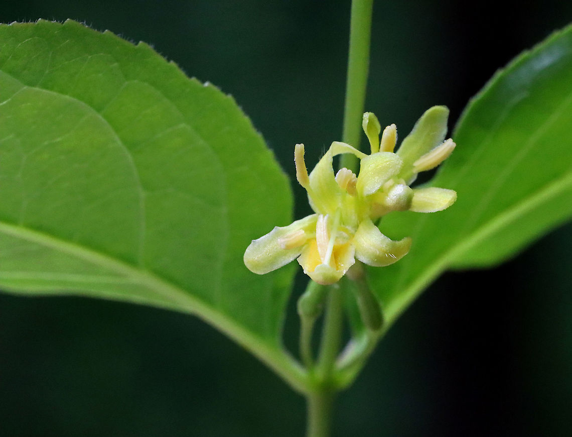 Northern Bush Honeysuckle - Diervilla lonicera Habitat: Mesic forest<br />
<figure class="photo"><a href="https://www.jungledragon.com/image/116102/northern_bush_honeysuckle_-_diervilla_lonicera.html" title="Northern Bush Honeysuckle - Diervilla lonicera"><img src="https://s3.amazonaws.com/media.jungledragon.com/images/3232/116102_thumb.jpg?AWSAccessKeyId=05GMT0V3GWVNE7GGM1R2&Expires=1767225610&Signature=xPgW5RFvt%2FjB2HxsY9Gup5KzUPk%3D" width="200" height="166" alt="Northern Bush Honeysuckle - Diervilla lonicera Habitat: Mesic forest<br />
https://www.jungledragon.com/image/116102/northern_bush_honeysuckle_-_diervilla_lonicera.html<br />
https://www.jungledragon.com/image/116104/northern_bush_honeysuckle_-_diervilla_lonicera.html<br />
https://www.jungledragon.com/image/116103/northern_bush_honeysuckle_-_diervilla_lonicera.html Diervilla lonicera,Geotagged,Northern bush honeysuckle,Spring,United States" /></a></figure><br />
<figure class="photo"><a href="https://www.jungledragon.com/image/116104/northern_bush_honeysuckle_-_diervilla_lonicera.html" title="Northern Bush Honeysuckle - Diervilla lonicera"><img src="https://s3.amazonaws.com/media.jungledragon.com/images/3232/116104_thumb.jpg?AWSAccessKeyId=05GMT0V3GWVNE7GGM1R2&Expires=1767225610&Signature=WBB6I0%2B%2B%2F5Oj16oxN6VjQQT1Ci0%3D" width="200" height="154" alt="Northern Bush Honeysuckle - Diervilla lonicera Habitat: Mesic forest<br />
https://www.jungledragon.com/image/116102/northern_bush_honeysuckle_-_diervilla_lonicera.html<br />
https://www.jungledragon.com/image/116104/northern_bush_honeysuckle_-_diervilla_lonicera.html<br />
https://www.jungledragon.com/image/116103/northern_bush_honeysuckle_-_diervilla_lonicera.html Diervilla,Diervilla lonicera,Geotagged,Northern bush honeysuckle,Spring,United States" /></a></figure><br />
<figure class="photo"><a href="https://www.jungledragon.com/image/116103/northern_bush_honeysuckle_-_diervilla_lonicera.html" title="Northern Bush Honeysuckle - Diervilla lonicera"><img src="https://s3.amazonaws.com/media.jungledragon.com/images/3232/116103_thumb.jpg?AWSAccessKeyId=05GMT0V3GWVNE7GGM1R2&Expires=1767225610&Signature=yK%2FxRqbvw3cPM6mi%2BHZRsB5gH9Q%3D" width="134" height="152" alt="Northern Bush Honeysuckle - Diervilla lonicera Habitat: Mesic forest<br />
https://www.jungledragon.com/image/116102/northern_bush_honeysuckle_-_diervilla_lonicera.html<br />
https://www.jungledragon.com/image/116104/northern_bush_honeysuckle_-_diervilla_lonicera.html<br />
https://www.jungledragon.com/image/116103/northern_bush_honeysuckle_-_diervilla_lonicera.html Diervilla lonicera,Geotagged,Northern bush honeysuckle,Spring,United States" /></a></figure> Diervilla,Diervilla lonicera,Geotagged,Northern bush honeysuckle,Spring,United States
