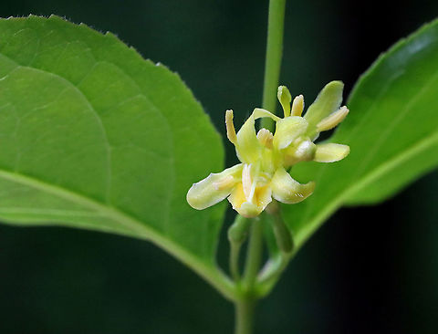 Northern Bush Honeysuckle - Diervilla lonicera Habitat: Mesic forest
https://www.jungledragon.com/image/116102/northern_bush_honeysuckle_-_diervilla_lonicera.html
https://www.jungledragon.com/image/116104/northern_bush_honeysuckle_-_diervilla_lonicera.html
https://www.jungledragon.com/image/116103/northern_bush_honeysuckle_-_diervilla_lonicera.html Diervilla,Diervilla lonicera,Geotagged,Northern bush honeysuckle,Spring,United States