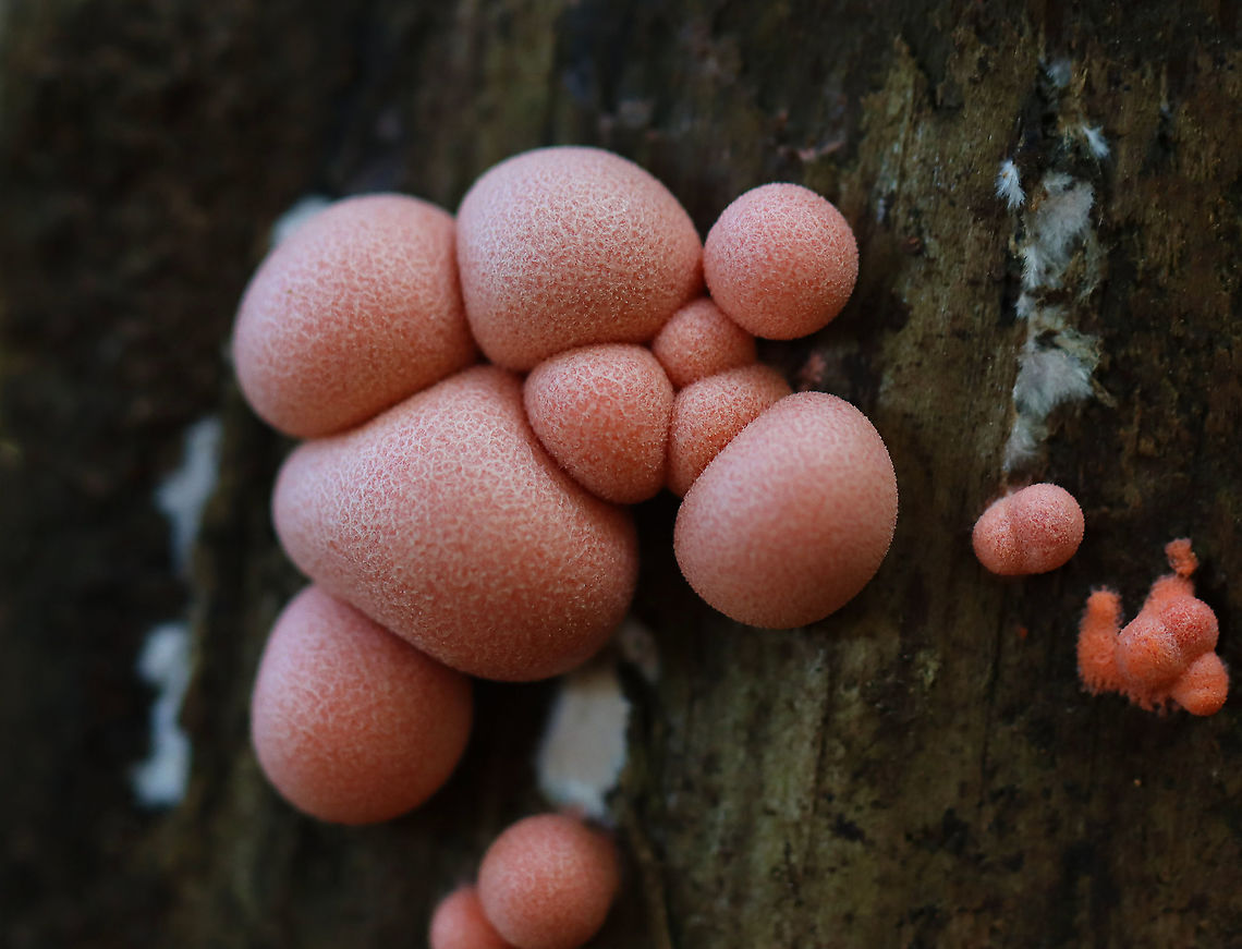 Wolf's Milk - Lycogala epidendrum Habitat: Rotting wood; mixed forest Fall,Geotagged,Lycogala,Lycogala epidendrum,United States,Wolf's milk,slime mold