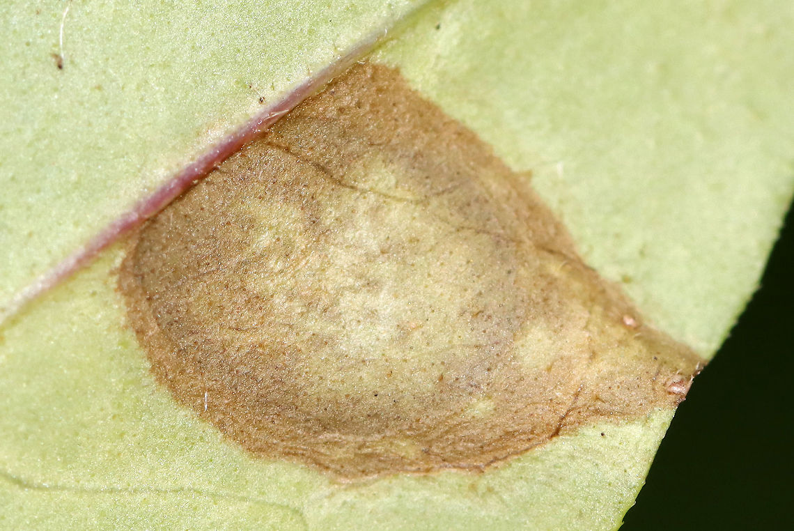 Privet Leaf Spot - Cercospora adusta *Tentative ID<br />
<br />
Host: Border Privet (Ligustrum obtusifolium)<br />
<figure class="photo"><a href="https://www.jungledragon.com/image/116154/privet_leaf_spot_-_cercospora_adusta.html" title="Privet Leaf Spot - Cercospora adusta"><img src="https://s3.amazonaws.com/media.jungledragon.com/images/3232/116154_thumb.jpg?AWSAccessKeyId=05GMT0V3GWVNE7GGM1R2&Expires=1759968010&Signature=A%2FvKCuZbH08wUBmm8pXhXDxJ49E%3D" width="200" height="134" alt="Privet Leaf Spot - Cercospora adusta *Tentative ID<br />
<br />
Host: Border Privet (Ligustrum obtusifolium)<br />
https://www.jungledragon.com/image/116154/privet_leaf_spot_-_cercospora_adusta.html<br />
https://www.jungledragon.com/image/116156/privet_leaf_spot_-_cercospora_adusta.html<br />
https://www.jungledragon.com/image/116155/privet_leaf_spot_-_cercospora_adusta.html Cercospora adusta,Fall,Geotagged,Privet Leaf Spot,United States" /></a></figure><br />
<figure class="photo"><a href="https://www.jungledragon.com/image/116156/privet_leaf_spot_-_cercospora_adusta.html" title="Privet Leaf Spot - Cercospora adusta"><img src="https://s3.amazonaws.com/media.jungledragon.com/images/3232/116156_thumb.jpg?AWSAccessKeyId=05GMT0V3GWVNE7GGM1R2&Expires=1759968010&Signature=h0J3AubtQVYSo1QIIioUCd1ekAs%3D" width="112" height="152" alt="Privet Leaf Spot - Cercospora adusta *Tentative ID<br />
<br />
Host: Border Privet (Ligustrum obtusifolium)<br />
https://www.jungledragon.com/image/116154/privet_leaf_spot_-_cercospora_adusta.html<br />
https://www.jungledragon.com/image/116156/privet_leaf_spot_-_cercospora_adusta.html<br />
https://www.jungledragon.com/image/116155/privet_leaf_spot_-_cercospora_adusta.html Cercospora adusta,Fall,Geotagged,Privet Leaf Spot,United States" /></a></figure><br />
<figure class="photo"><a href="https://www.jungledragon.com/image/116155/privet_leaf_spot_-_cercospora_adusta.html" title="Privet Leaf Spot - Cercospora adusta"><img src="https://s3.amazonaws.com/media.jungledragon.com/images/3232/116155_thumb.jpg?AWSAccessKeyId=05GMT0V3GWVNE7GGM1R2&Expires=1759968010&Signature=yG3GjqRUDXAH9kJlrAReX%2Bwt8DI%3D" width="200" height="148" alt="Privet Leaf Spot - Cercospora adusta *Tentative ID<br />
<br />
Host: Border Privet (Ligustrum obtusifolium)<br />
https://www.jungledragon.com/image/116154/privet_leaf_spot_-_cercospora_adusta.html<br />
https://www.jungledragon.com/image/116156/privet_leaf_spot_-_cercospora_adusta.html<br />
https://www.jungledragon.com/image/116155/privet_leaf_spot_-_cercospora_adusta.html Cercospora adusta,Fall,Geotagged,Ligustrum obtusifolium,Privet Leaf Spot,United States,leaf spot" /></a></figure> Cercospora adusta,Fall,Geotagged,Privet Leaf Spot,United States