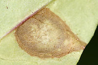 Privet Leaf Spot - Cercospora adusta *Tentative ID<br />
<br />
Host: Border Privet (Ligustrum obtusifolium)<br />
https://www.jungledragon.com/image/116154/privet_leaf_spot_-_cercospora_adusta.html<br />
https://www.jungledragon.com/image/116156/privet_leaf_spot_-_cercospora_adusta.html<br />
https://www.jungledragon.com/image/116155/privet_leaf_spot_-_cercospora_adusta.html Cercospora adusta,Fall,Geotagged,Privet Leaf Spot,United States