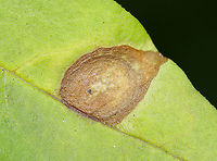 Privet Leaf Spot - Cercospora adusta *Tentative ID<br />
<br />
Host: Border Privet (Ligustrum obtusifolium)<br />
https://www.jungledragon.com/image/116154/privet_leaf_spot_-_cercospora_adusta.html<br />
https://www.jungledragon.com/image/116156/privet_leaf_spot_-_cercospora_adusta.html<br />
https://www.jungledragon.com/image/116155/privet_leaf_spot_-_cercospora_adusta.html Cercospora adusta,Fall,Geotagged,Ligustrum obtusifolium,Privet Leaf Spot,United States,leaf spot