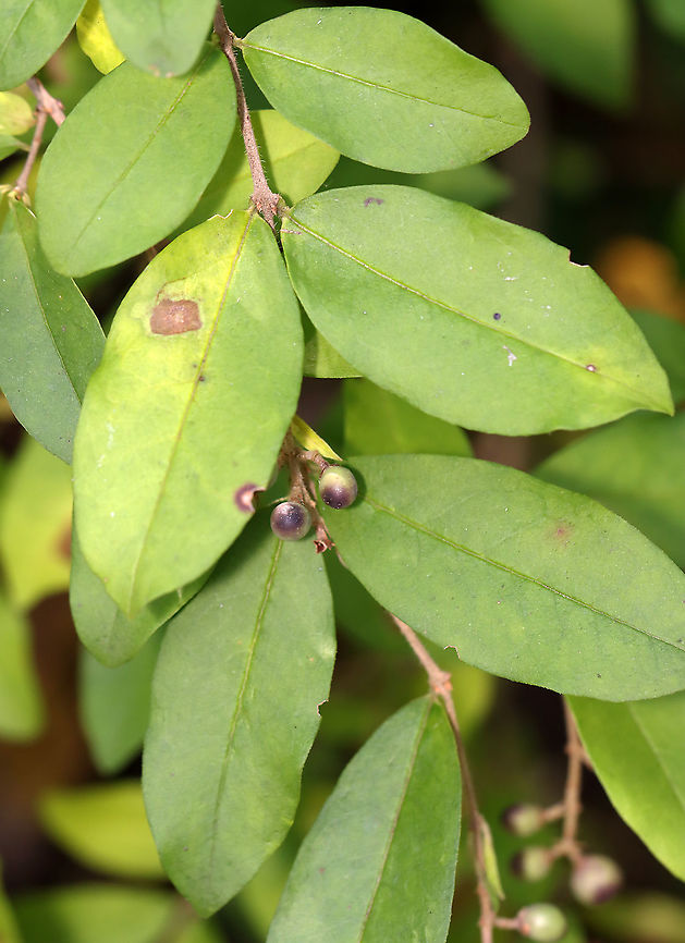 Privet Leaf Spot - Cercospora adusta *Tentative ID<br />
<br />
Host: Border Privet (Ligustrum obtusifolium)<br />
<figure class="photo"><a href="https://www.jungledragon.com/image/116154/privet_leaf_spot_-_cercospora_adusta.html" title="Privet Leaf Spot - Cercospora adusta"><img src="https://s3.amazonaws.com/media.jungledragon.com/images/3232/116154_thumb.jpg?AWSAccessKeyId=05GMT0V3GWVNE7GGM1R2&Expires=1767225610&Signature=pWKf8LEU%2FW93kipxdIgTwKcVOvk%3D" width="200" height="134" alt="Privet Leaf Spot - Cercospora adusta *Tentative ID<br />
<br />
Host: Border Privet (Ligustrum obtusifolium)<br />
https://www.jungledragon.com/image/116154/privet_leaf_spot_-_cercospora_adusta.html<br />
https://www.jungledragon.com/image/116156/privet_leaf_spot_-_cercospora_adusta.html<br />
https://www.jungledragon.com/image/116155/privet_leaf_spot_-_cercospora_adusta.html Cercospora adusta,Fall,Geotagged,Privet Leaf Spot,United States" /></a></figure><br />
<figure class="photo"><a href="https://www.jungledragon.com/image/116156/privet_leaf_spot_-_cercospora_adusta.html" title="Privet Leaf Spot - Cercospora adusta"><img src="https://s3.amazonaws.com/media.jungledragon.com/images/3232/116156_thumb.jpg?AWSAccessKeyId=05GMT0V3GWVNE7GGM1R2&Expires=1767225610&Signature=CorQ5wGvTvO5bf8WlDB20uVxgTM%3D" width="112" height="152" alt="Privet Leaf Spot - Cercospora adusta *Tentative ID<br />
<br />
Host: Border Privet (Ligustrum obtusifolium)<br />
https://www.jungledragon.com/image/116154/privet_leaf_spot_-_cercospora_adusta.html<br />
https://www.jungledragon.com/image/116156/privet_leaf_spot_-_cercospora_adusta.html<br />
https://www.jungledragon.com/image/116155/privet_leaf_spot_-_cercospora_adusta.html Cercospora adusta,Fall,Geotagged,Privet Leaf Spot,United States" /></a></figure><br />
<figure class="photo"><a href="https://www.jungledragon.com/image/116155/privet_leaf_spot_-_cercospora_adusta.html" title="Privet Leaf Spot - Cercospora adusta"><img src="https://s3.amazonaws.com/media.jungledragon.com/images/3232/116155_thumb.jpg?AWSAccessKeyId=05GMT0V3GWVNE7GGM1R2&Expires=1767225610&Signature=2C1ZZMhoWahk6wfTUfPsngtx5C0%3D" width="200" height="148" alt="Privet Leaf Spot - Cercospora adusta *Tentative ID<br />
<br />
Host: Border Privet (Ligustrum obtusifolium)<br />
https://www.jungledragon.com/image/116154/privet_leaf_spot_-_cercospora_adusta.html<br />
https://www.jungledragon.com/image/116156/privet_leaf_spot_-_cercospora_adusta.html<br />
https://www.jungledragon.com/image/116155/privet_leaf_spot_-_cercospora_adusta.html Cercospora adusta,Fall,Geotagged,Ligustrum obtusifolium,Privet Leaf Spot,United States,leaf spot" /></a></figure> Cercospora adusta,Fall,Geotagged,Privet Leaf Spot,United States