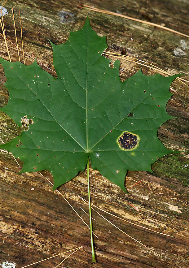 Tar Spot - Rhytisma acerinum Host: Maple leaf; mixed forest<br />
<figure class="photo"><a href="https://www.jungledragon.com/image/116182/tar_spot_-_rhytisma_acerinum.html" title="Tar Spot - Rhytisma acerinum"><img src="https://s3.amazonaws.com/media.jungledragon.com/images/3232/116182_thumb.jpg?AWSAccessKeyId=05GMT0V3GWVNE7GGM1R2&Expires=1767225610&Signature=%2BnZTmGfmSOmewy5Wb0v2p3V9aD0%3D" width="108" height="152" alt="Tar Spot - Rhytisma acerinum Host: Maple leaf; mixed forest<br />
https://www.jungledragon.com/image/116182/tar_spot_-_rhytisma_acerinum.html<br />
https://www.jungledragon.com/image/116184/tar_spot_-_rhytisma_acerinum.html<br />
https://www.jungledragon.com/image/116183/tar_spot_underside_-_rhytisma_acerinum.html Fall,Geotagged,Rhytisma acerinum,United States" /></a></figure><br />
<figure class="photo"><a href="https://www.jungledragon.com/image/116184/tar_spot_-_rhytisma_acerinum.html" title="Tar Spot - Rhytisma acerinum"><img src="https://s3.amazonaws.com/media.jungledragon.com/images/3232/116184_thumb.jpg?AWSAccessKeyId=05GMT0V3GWVNE7GGM1R2&Expires=1767225610&Signature=Fx4yhnZUaa%2BlPOKr312gpV%2Fiby4%3D" width="200" height="150" alt="Tar Spot - Rhytisma acerinum Host: Maple leaf; mixed forest<br />
https://www.jungledragon.com/image/116182/tar_spot_-_rhytisma_acerinum.html<br />
https://www.jungledragon.com/image/116184/tar_spot_-_rhytisma_acerinum.html<br />
https://www.jungledragon.com/image/116183/tar_spot_underside_-_rhytisma_acerinum.html Acer,Fall,Geotagged,Rhytisma,Rhytisma acerinum,United States,biotrophic parasite,fungus,maple tar spot,plant pathogen,tar spot" /></a></figure><br />
<figure class="photo"><a href="https://www.jungledragon.com/image/116183/tar_spot_underside_-_rhytisma_acerinum.html" title="Tar Spot (Underside) - Rhytisma acerinum"><img src="https://s3.amazonaws.com/media.jungledragon.com/images/3232/116183_thumb.jpg?AWSAccessKeyId=05GMT0V3GWVNE7GGM1R2&Expires=1767225610&Signature=OM9MTU927CI3CTbcmN9MdRwiZl0%3D" width="200" height="162" alt="Tar Spot (Underside) - Rhytisma acerinum Host: Maple leaf; mixed forest<br />
https://www.jungledragon.com/image/116182/tar_spot_-_rhytisma_acerinum.html<br />
https://www.jungledragon.com/image/116184/tar_spot_-_rhytisma_acerinum.html<br />
https://www.jungledragon.com/image/116183/tar_spot_underside_-_rhytisma_acerinum.html Fall,Geotagged,Rhytisma acerinum,United States" /></a></figure> Fall,Geotagged,Rhytisma acerinum,United States