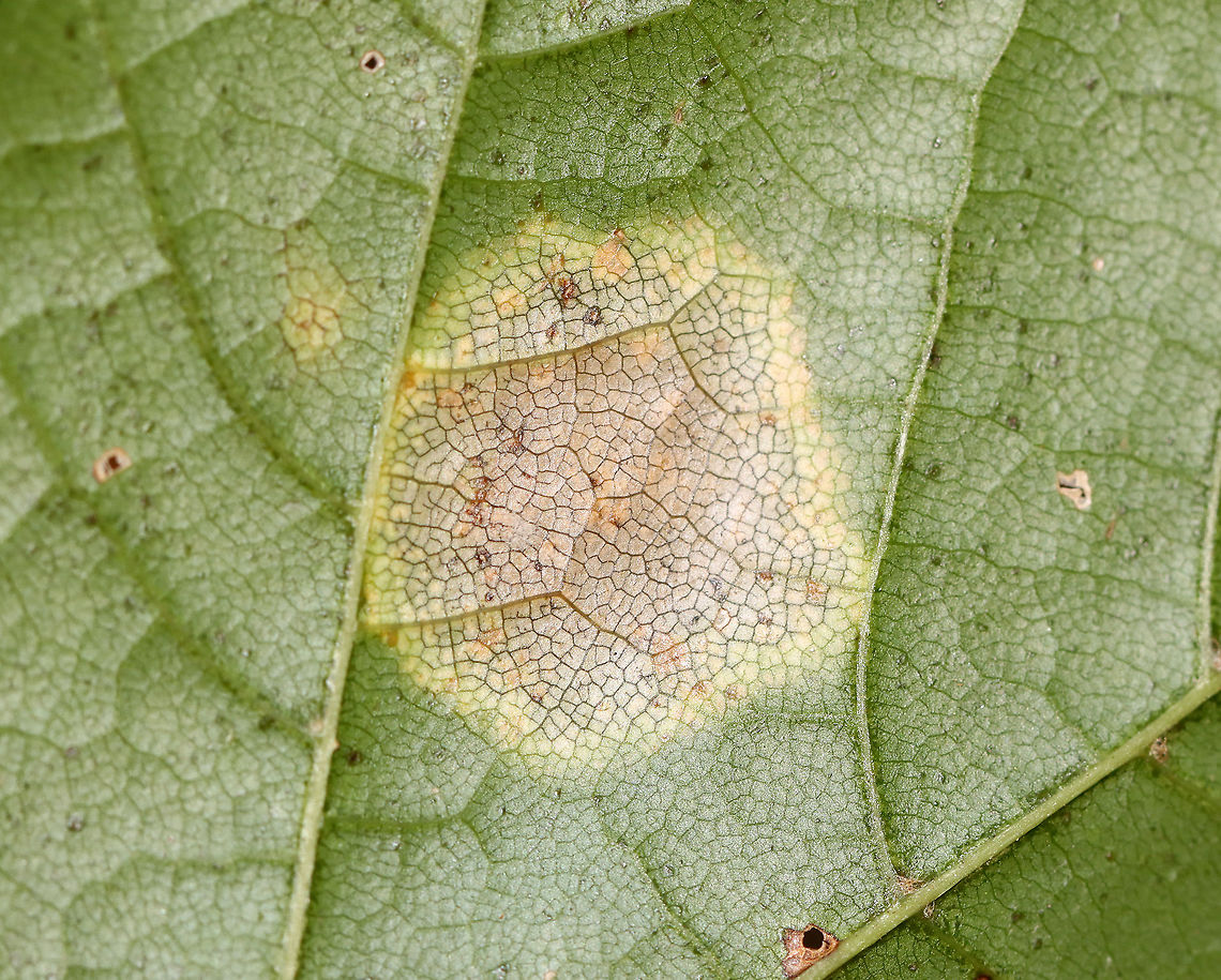 Tar Spot (Underside) - Rhytisma acerinum Host: Maple leaf; mixed forest<br />
<figure class="photo"><a href="https://www.jungledragon.com/image/116182/tar_spot_-_rhytisma_acerinum.html" title="Tar Spot - Rhytisma acerinum"><img src="https://s3.amazonaws.com/media.jungledragon.com/images/3232/116182_thumb.jpg?AWSAccessKeyId=05GMT0V3GWVNE7GGM1R2&Expires=1767225610&Signature=%2BnZTmGfmSOmewy5Wb0v2p3V9aD0%3D" width="108" height="152" alt="Tar Spot - Rhytisma acerinum Host: Maple leaf; mixed forest<br />
https://www.jungledragon.com/image/116182/tar_spot_-_rhytisma_acerinum.html<br />
https://www.jungledragon.com/image/116184/tar_spot_-_rhytisma_acerinum.html<br />
https://www.jungledragon.com/image/116183/tar_spot_underside_-_rhytisma_acerinum.html Fall,Geotagged,Rhytisma acerinum,United States" /></a></figure><br />
<figure class="photo"><a href="https://www.jungledragon.com/image/116184/tar_spot_-_rhytisma_acerinum.html" title="Tar Spot - Rhytisma acerinum"><img src="https://s3.amazonaws.com/media.jungledragon.com/images/3232/116184_thumb.jpg?AWSAccessKeyId=05GMT0V3GWVNE7GGM1R2&Expires=1767225610&Signature=Fx4yhnZUaa%2BlPOKr312gpV%2Fiby4%3D" width="200" height="150" alt="Tar Spot - Rhytisma acerinum Host: Maple leaf; mixed forest<br />
https://www.jungledragon.com/image/116182/tar_spot_-_rhytisma_acerinum.html<br />
https://www.jungledragon.com/image/116184/tar_spot_-_rhytisma_acerinum.html<br />
https://www.jungledragon.com/image/116183/tar_spot_underside_-_rhytisma_acerinum.html Acer,Fall,Geotagged,Rhytisma,Rhytisma acerinum,United States,biotrophic parasite,fungus,maple tar spot,plant pathogen,tar spot" /></a></figure><br />
<figure class="photo"><a href="https://www.jungledragon.com/image/116183/tar_spot_underside_-_rhytisma_acerinum.html" title="Tar Spot (Underside) - Rhytisma acerinum"><img src="https://s3.amazonaws.com/media.jungledragon.com/images/3232/116183_thumb.jpg?AWSAccessKeyId=05GMT0V3GWVNE7GGM1R2&Expires=1767225610&Signature=OM9MTU927CI3CTbcmN9MdRwiZl0%3D" width="200" height="162" alt="Tar Spot (Underside) - Rhytisma acerinum Host: Maple leaf; mixed forest<br />
https://www.jungledragon.com/image/116182/tar_spot_-_rhytisma_acerinum.html<br />
https://www.jungledragon.com/image/116184/tar_spot_-_rhytisma_acerinum.html<br />
https://www.jungledragon.com/image/116183/tar_spot_underside_-_rhytisma_acerinum.html Fall,Geotagged,Rhytisma acerinum,United States" /></a></figure> Fall,Geotagged,Rhytisma acerinum,United States
