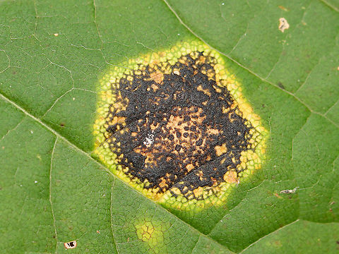Tar Spot - Rhytisma acerinum Host: Maple leaf; mixed forest
https://www.jungledragon.com/image/116182/tar_spot_-_rhytisma_acerinum.html
https://www.jungledragon.com/image/116184/tar_spot_-_rhytisma_acerinum.html
https://www.jungledragon.com/image/116183/tar_spot_underside_-_rhytisma_acerinum.html Acer,Fall,Geotagged,Rhytisma,Rhytisma acerinum,United States,biotrophic parasite,fungus,maple tar spot,plant pathogen,tar spot