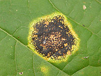 Tar Spot - Rhytisma acerinum Host: Maple leaf; mixed forest<br />
https://www.jungledragon.com/image/116182/tar_spot_-_rhytisma_acerinum.html<br />
https://www.jungledragon.com/image/116184/tar_spot_-_rhytisma_acerinum.html<br />
https://www.jungledragon.com/image/116183/tar_spot_underside_-_rhytisma_acerinum.html Acer,Fall,Geotagged,Rhytisma,Rhytisma acerinum,United States,biotrophic parasite,fungus,maple tar spot,plant pathogen,tar spot