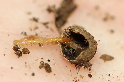 Centipede - Chilopoda Habitat: Rotting wood...it was inside this hollow nut/seed; deciduous forest.

https://www.jungledragon.com/image/116209/bark_centipede_-_cryptops_sp.html Chilopoda,Fall,Geotagged,United States,bark centipede,centipede