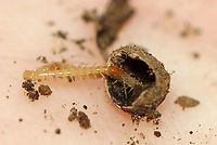 Centipede - Chilopoda Habitat: Rotting wood...it was inside this hollow nut/seed; deciduous forest.<br />
<br />
https://www.jungledragon.com/image/116209/bark_centipede_-_cryptops_sp.html Chilopoda,Fall,Geotagged,United States,bark centipede,centipede
