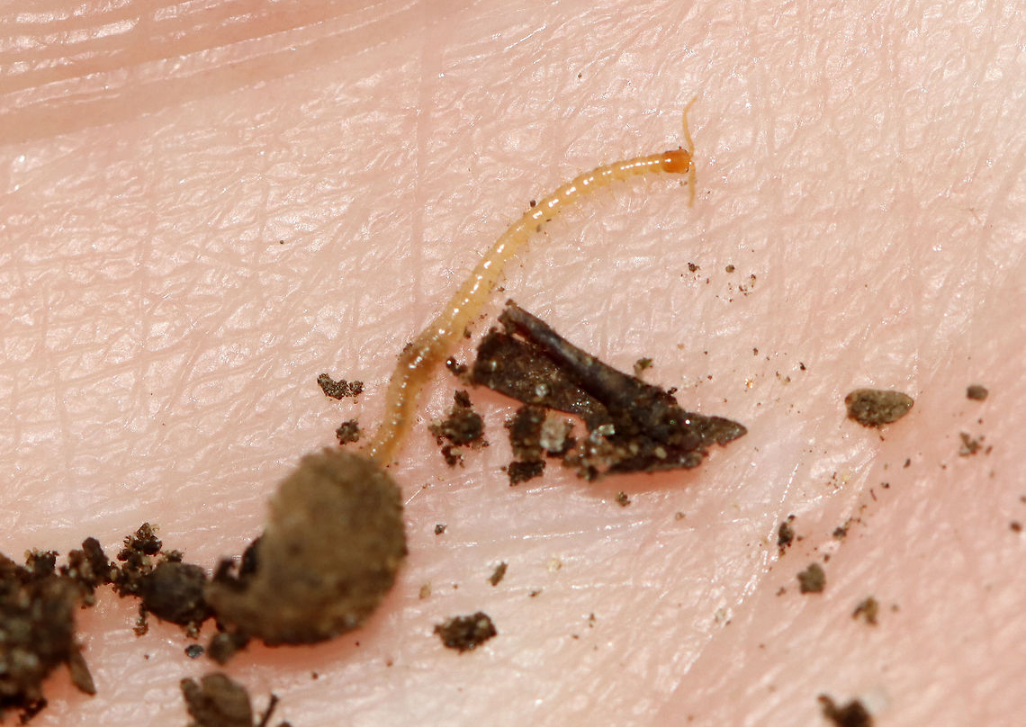 Centipede - Chilopoda Habitat: Rotting wood...it was inside this hollow nut/seed; deciduous forest.<br />
<br />
<figure class="photo"><a href="https://www.jungledragon.com/image/116208/centipede_-_chilopoda.html" title="Centipede - Chilopoda"><img src="https://s3.amazonaws.com/media.jungledragon.com/images/3232/116208_thumb.jpg?AWSAccessKeyId=05GMT0V3GWVNE7GGM1R2&Expires=1769040010&Signature=%2F2rmrBU99VGl7V7UlQw2c%2FgpGL4%3D" width="200" height="134" alt="Centipede - Chilopoda Habitat: Rotting wood...it was inside this hollow nut/seed; deciduous forest.<br />
<br />
https://www.jungledragon.com/image/116209/bark_centipede_-_cryptops_sp.html Chilopoda,Fall,Geotagged,United States,bark centipede,centipede" /></a></figure><br />
 Fall,Geotagged,United States,bark centipede,centipede