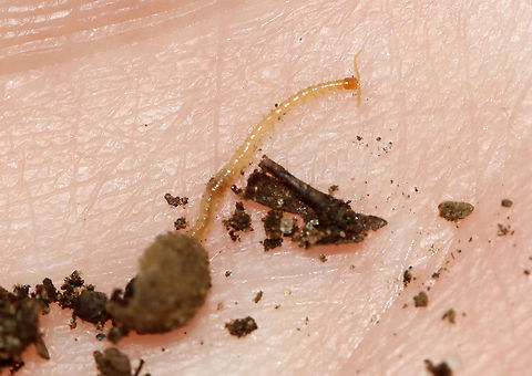 Centipede - Chilopoda Habitat: Rotting wood...it was inside this hollow nut/seed; deciduous forest.

https://www.jungledragon.com/image/116208/bark_centipede_-_cryptops_sp.html
 Fall,Geotagged,United States,bark centipede,centipede