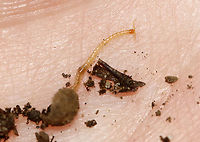 Centipede - Chilopoda Habitat: Rotting wood...it was inside this hollow nut/seed; deciduous forest.<br />
<br />
https://www.jungledragon.com/image/116208/bark_centipede_-_cryptops_sp.html<br />
 Fall,Geotagged,United States,bark centipede,centipede