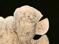 False Turkey-tail - Stereum ostrea Habitat: Growing on hardwood; deciduous forest<br />
https://www.jungledragon.com/image/116214/false_turkey-tail_-_stereum_ostrea.html Fall,False turkey-tail,Geotagged,Stereum ostrea,United States