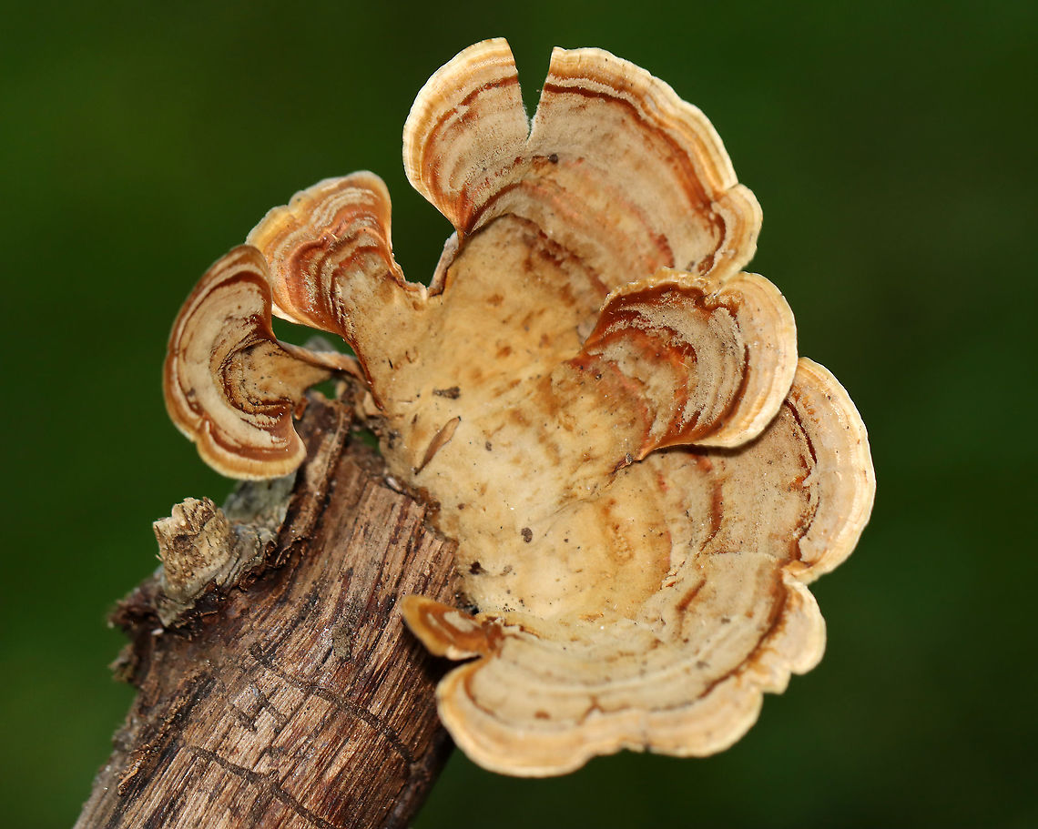 False Turkey-tail - Stereum ostrea Habitat: Growing on hardwood; deciduous forest<br />
<figure class="photo"><a href="https://www.jungledragon.com/image/116213/false_turkey-tail_-_stereum_ostrea.html" title="False Turkey-tail - Stereum ostrea"><img src="https://s3.amazonaws.com/media.jungledragon.com/images/3232/116213_thumb.jpg?AWSAccessKeyId=05GMT0V3GWVNE7GGM1R2&Expires=1759968010&Signature=Ja%2FLsi9Y7kVGsPfIVyLVEyUXNGI%3D" width="200" height="150" alt="False Turkey-tail - Stereum ostrea Habitat: Growing on hardwood; deciduous forest<br />
https://www.jungledragon.com/image/116214/false_turkey-tail_-_stereum_ostrea.html Fall,False turkey-tail,Geotagged,Stereum ostrea,United States" /></a></figure> Fall,False turkey-tail,Geotagged,Stereum,Stereum ostrea,United States,fungus