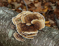 Thin-walled Maze Polypore - Daedaleopsis confragosa Growing on hardwood<br />
https://www.jungledragon.com/image/116217/thin-walled_maze_polypore_-_daedaleopsis_confragosa.html Daedaleopsis confragosa,Fall,Geotagged,Thin walled maze polypore,United States
