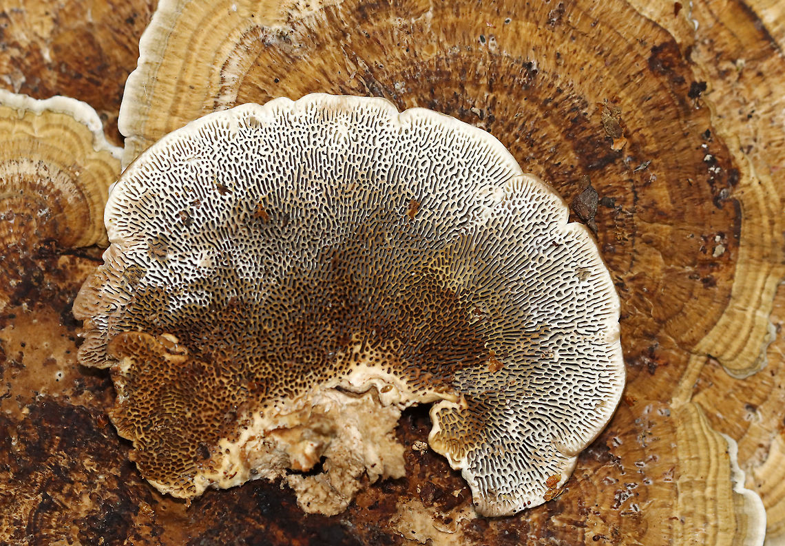 Thin-walled Maze Polypore - Daedaleopsis confragosa Growing on hardwood<br />
<figure class="photo"><a href="https://www.jungledragon.com/image/116216/thin-walled_maze_polypore_-_daedaleopsis_confragosa.html" title="Thin-walled Maze Polypore - Daedaleopsis confragosa"><img src="https://s3.amazonaws.com/media.jungledragon.com/images/3232/116216_thumb.jpg?AWSAccessKeyId=05GMT0V3GWVNE7GGM1R2&Expires=1763596810&Signature=s3sP9YG0bEhYNSXaFfPj%2Bzc%2FCqg%3D" width="200" height="158" alt="Thin-walled Maze Polypore - Daedaleopsis confragosa Growing on hardwood<br />
https://www.jungledragon.com/image/116217/thin-walled_maze_polypore_-_daedaleopsis_confragosa.html Daedaleopsis confragosa,Fall,Geotagged,Thin walled maze polypore,United States" /></a></figure> Daedaleopsis,Daedaleopsis confragosa,Fall,Geotagged,Thin walled maze polypore,United States,fungus,mushroom,polypore
