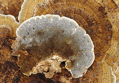 Thin-walled Maze Polypore - Daedaleopsis confragosa Growing on hardwood
https://www.jungledragon.com/image/116216/thin-walled_maze_polypore_-_daedaleopsis_confragosa.html Daedaleopsis,Daedaleopsis confragosa,Fall,Geotagged,Thin walled maze polypore,United States,fungus,mushroom,polypore