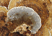 Thin-walled Maze Polypore - Daedaleopsis confragosa Growing on hardwood<br />
https://www.jungledragon.com/image/116216/thin-walled_maze_polypore_-_daedaleopsis_confragosa.html Daedaleopsis,Daedaleopsis confragosa,Fall,Geotagged,Thin walled maze polypore,United States,fungus,mushroom,polypore