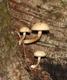 Mushrooms - Agaricales Cyclocybe, Hypholoma, or Armillaria? Or, Stropharia??

Habitat: Mostly deciduous forest
https://www.jungledragon.com/image/116218/mushrooms_-_agaricales.html
https://www.jungledragon.com/image/116220/mushrooms_-_agaricales.html
https://www.jungledragon.com/image/116219/mushrooms_-_agaricales.html Fall,Geotagged,United States,agaricales,fungus,mushroom