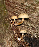 Mushrooms - Agaricales Cyclocybe, Hypholoma, or Armillaria? Or, Stropharia??<br />
<br />
Habitat: Mostly deciduous forest<br />
https://www.jungledragon.com/image/116218/mushrooms_-_agaricales.html<br />
https://www.jungledragon.com/image/116220/mushrooms_-_agaricales.html<br />
https://www.jungledragon.com/image/116219/mushrooms_-_agaricales.html Fall,Geotagged,United States,agaricales,fungus,mushroom