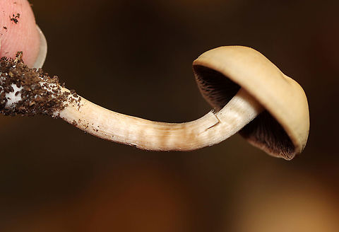 Mushrooms - Agaricales Cyclocybe, Hypholoma, or Armillaria? Or, Stropharia??

Habitat: Mostly deciduous forest
https://www.jungledragon.com/image/116218/mushrooms_-_agaricales.html
https://www.jungledragon.com/image/116220/mushrooms_-_agaricales.html
https://www.jungledragon.com/image/116219/mushrooms_-_agaricales.html Fall,Geotagged,United States