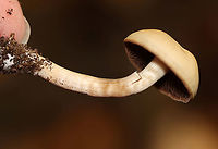 Mushrooms - Agaricales Cyclocybe, Hypholoma, or Armillaria? Or, Stropharia??<br />
<br />
Habitat: Mostly deciduous forest<br />
https://www.jungledragon.com/image/116218/mushrooms_-_agaricales.html<br />
https://www.jungledragon.com/image/116220/mushrooms_-_agaricales.html<br />
https://www.jungledragon.com/image/116219/mushrooms_-_agaricales.html Fall,Geotagged,United States