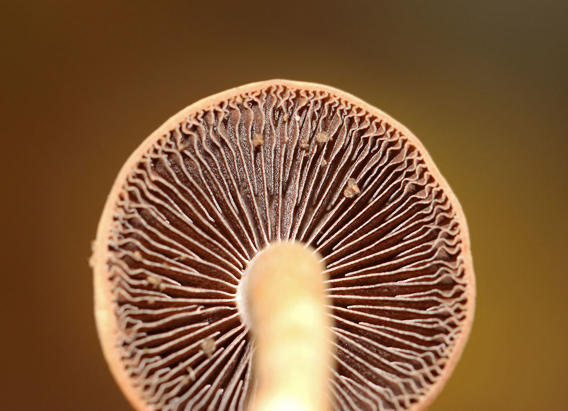 Mushrooms - Agaricales Cyclocybe, Hypholoma, or Armillaria? Or, Stropharia??<br />
<br />
Habitat: Mostly deciduous forest<br />
<figure class="photo"><a href="https://www.jungledragon.com/image/116218/mushrooms_-_agaricales.html" title="Mushrooms - Agaricales"><img src="https://s3.amazonaws.com/media.jungledragon.com/images/3232/116218_thumb.jpg?AWSAccessKeyId=05GMT0V3GWVNE7GGM1R2&Expires=1769040010&Signature=%2FIv9nV0jc35zXWDn7G3AAyB8Tww%3D" width="128" height="152" alt="Mushrooms - Agaricales Cyclocybe, Hypholoma, or Armillaria? Or, Stropharia??<br />
<br />
Habitat: Mostly deciduous forest<br />
https://www.jungledragon.com/image/116218/mushrooms_-_agaricales.html<br />
https://www.jungledragon.com/image/116220/mushrooms_-_agaricales.html<br />
https://www.jungledragon.com/image/116219/mushrooms_-_agaricales.html Fall,Geotagged,United States,agaricales,fungus,mushroom" /></a></figure><br />
<figure class="photo"><a href="https://www.jungledragon.com/image/116220/mushrooms_-_agaricales.html" title="Mushrooms - Agaricales"><img src="https://s3.amazonaws.com/media.jungledragon.com/images/3232/116220_thumb.jpg?AWSAccessKeyId=05GMT0V3GWVNE7GGM1R2&Expires=1769040010&Signature=9qAvVwmXAh7jj4nC1dTlq%2Fg5MBg%3D" width="200" height="146" alt="Mushrooms - Agaricales Cyclocybe, Hypholoma, or Armillaria? Or, Stropharia??<br />
<br />
Habitat: Mostly deciduous forest<br />
https://www.jungledragon.com/image/116218/mushrooms_-_agaricales.html<br />
https://www.jungledragon.com/image/116220/mushrooms_-_agaricales.html<br />
https://www.jungledragon.com/image/116219/mushrooms_-_agaricales.html Fall,Geotagged,United States" /></a></figure><br />
<figure class="photo"><a href="https://www.jungledragon.com/image/116219/mushrooms_-_agaricales.html" title="Mushrooms - Agaricales"><img src="https://s3.amazonaws.com/media.jungledragon.com/images/3232/116219_thumb.jpg?AWSAccessKeyId=05GMT0V3GWVNE7GGM1R2&Expires=1769040010&Signature=1GVwY%2BHHc4pZh1Gk%2FMebq5H3RO4%3D" width="200" height="138" alt="Mushrooms - Agaricales Cyclocybe, Hypholoma, or Armillaria? Or, Stropharia??<br />
<br />
Habitat: Mostly deciduous forest<br />
https://www.jungledragon.com/image/116218/mushrooms_-_agaricales.html<br />
https://www.jungledragon.com/image/116220/mushrooms_-_agaricales.html<br />
https://www.jungledragon.com/image/116219/mushrooms_-_agaricales.html Fall,Geotagged,United States" /></a></figure> Fall,Geotagged,United States