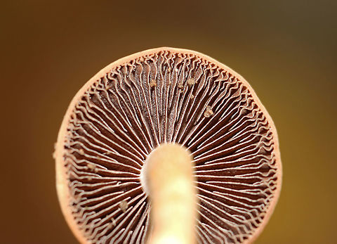 Mushrooms - Agaricales Cyclocybe, Hypholoma, or Armillaria? Or, Stropharia??

Habitat: Mostly deciduous forest
https://www.jungledragon.com/image/116218/mushrooms_-_agaricales.html
https://www.jungledragon.com/image/116220/mushrooms_-_agaricales.html
https://www.jungledragon.com/image/116219/mushrooms_-_agaricales.html Fall,Geotagged,United States
