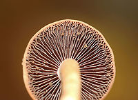 Mushrooms - Agaricales Cyclocybe, Hypholoma, or Armillaria? Or, Stropharia??<br />
<br />
Habitat: Mostly deciduous forest<br />
https://www.jungledragon.com/image/116218/mushrooms_-_agaricales.html<br />
https://www.jungledragon.com/image/116220/mushrooms_-_agaricales.html<br />
https://www.jungledragon.com/image/116219/mushrooms_-_agaricales.html Fall,Geotagged,United States