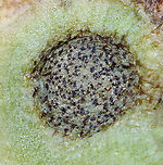 Septoria sedi Host: Sedum<br />
https://www.jungledragon.com/image/116221/septoria_sedi.html<br />
https://www.jungledragon.com/image/116224/septoria_sedi.html<br />
https://www.jungledragon.com/image/116223/septoria_sedi.html<br />
https://www.jungledragon.com/image/116222/septoria_sedi.html Fall,Geotagged,Leptosphaeria pratensis,Septoria,Septoria sedi,United States,fungus,plant pathogen,sedum