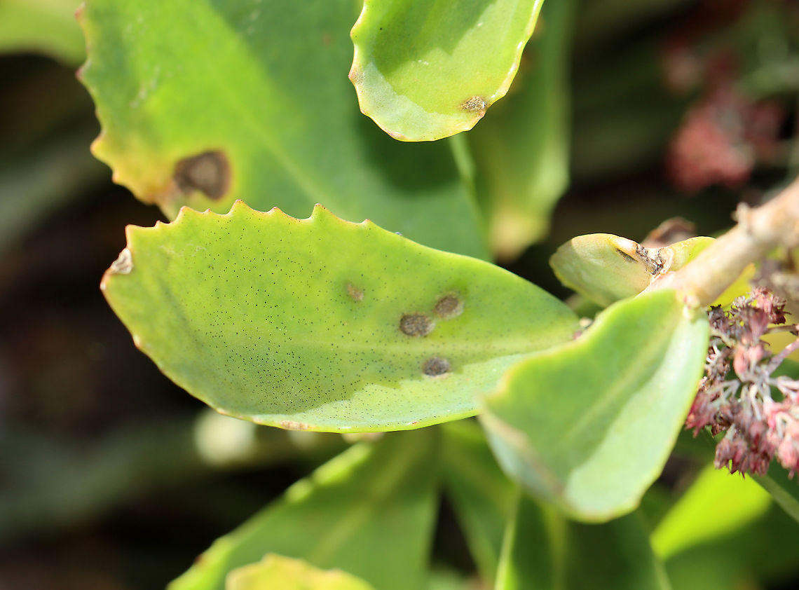Septoria sedi Host: Sedum<br />
<figure class="photo"><a href="https://www.jungledragon.com/image/116221/septoria_sedi.html" title="Septoria sedi"><img src="https://s3.amazonaws.com/media.jungledragon.com/images/3232/116221_thumb.jpg?AWSAccessKeyId=05GMT0V3GWVNE7GGM1R2&Expires=1770854410&Signature=JpYhVHVLjrHk3eB%2BEpargGqe%2FFY%3D" width="150" height="152" alt="Septoria sedi Host: Sedum<br />
https://www.jungledragon.com/image/116221/septoria_sedi.html<br />
https://www.jungledragon.com/image/116224/septoria_sedi.html<br />
https://www.jungledragon.com/image/116223/septoria_sedi.html<br />
https://www.jungledragon.com/image/116222/septoria_sedi.html Fall,Geotagged,Leptosphaeria pratensis,Septoria,Septoria sedi,United States,fungus,plant pathogen,sedum" /></a></figure><br />
<figure class="photo"><a href="https://www.jungledragon.com/image/116224/septoria_sedi.html" title="Septoria sedi"><img src="https://s3.amazonaws.com/media.jungledragon.com/images/3232/116224_thumb.jpg?AWSAccessKeyId=05GMT0V3GWVNE7GGM1R2&Expires=1770854410&Signature=BdLNEx4YqF9ZvEuwHMm6%2BpjOxLs%3D" width="200" height="138" alt="Septoria sedi Host: Sedum<br />
https://www.jungledragon.com/image/116221/septoria_sedi.html<br />
https://www.jungledragon.com/image/116224/septoria_sedi.html<br />
https://www.jungledragon.com/image/116223/septoria_sedi.html<br />
https://www.jungledragon.com/image/116222/septoria_sedi.html Fall,Geotagged,Leptosphaeria pratensis,United States" /></a></figure><br />
<figure class="photo"><a href="https://www.jungledragon.com/image/116223/septoria_sedi.html" title="Septoria sedi"><img src="https://s3.amazonaws.com/media.jungledragon.com/images/3232/116223_thumb.jpg?AWSAccessKeyId=05GMT0V3GWVNE7GGM1R2&Expires=1770854410&Signature=gtXEWOAJtH0KLlNrxm2rXyg%2Fqxs%3D" width="200" height="152" alt="Septoria sedi Host: Sedum<br />
https://www.jungledragon.com/image/116221/septoria_sedi.html<br />
https://www.jungledragon.com/image/116224/septoria_sedi.html<br />
https://www.jungledragon.com/image/116223/septoria_sedi.html<br />
https://www.jungledragon.com/image/116222/septoria_sedi.html Fall,Geotagged,Leptosphaeria pratensis,United States" /></a></figure><br />
<figure class="photo"><a href="https://www.jungledragon.com/image/116222/septoria_sedi.html" title="Septoria sedi"><img src="https://s3.amazonaws.com/media.jungledragon.com/images/3232/116222_thumb.jpg?AWSAccessKeyId=05GMT0V3GWVNE7GGM1R2&Expires=1770854410&Signature=T27K4YSvAEI4PbnAXtkp5lZONtE%3D" width="200" height="148" alt="Septoria sedi Host: Sedum<br />
https://www.jungledragon.com/image/116221/septoria_sedi.html<br />
https://www.jungledragon.com/image/116224/septoria_sedi.html<br />
https://www.jungledragon.com/image/116223/septoria_sedi.html<br />
https://www.jungledragon.com/image/116222/septoria_sedi.html Fall,Geotagged,Leptosphaeria pratensis,United States" /></a></figure> Fall,Geotagged,Leptosphaeria pratensis,United States