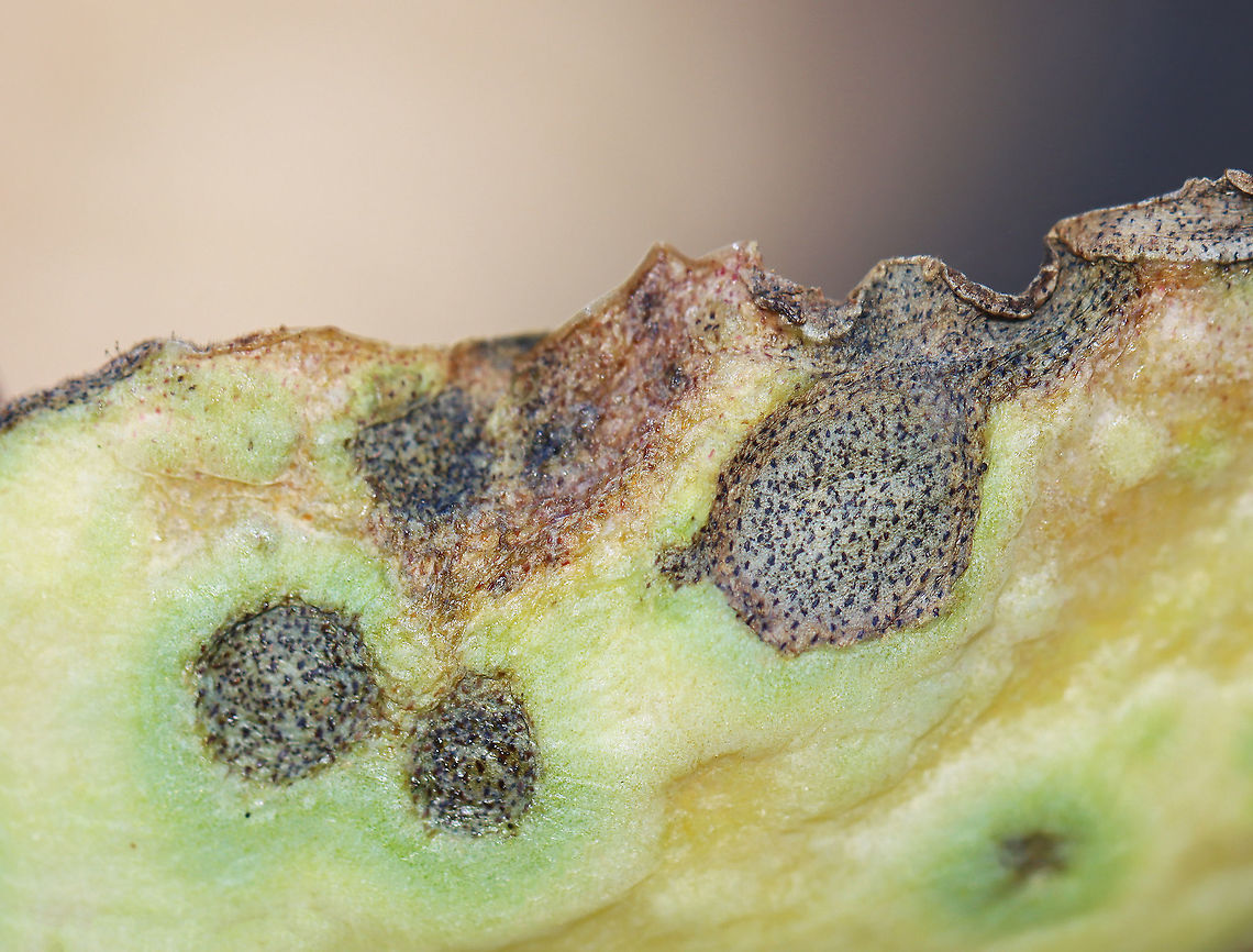 Septoria sedi Host: Sedum<br />
<figure class="photo"><a href="https://www.jungledragon.com/image/116221/septoria_sedi.html" title="Septoria sedi"><img src="https://s3.amazonaws.com/media.jungledragon.com/images/3232/116221_thumb.jpg?AWSAccessKeyId=05GMT0V3GWVNE7GGM1R2&Expires=1759968010&Signature=LaFzqeQL4zsc7Ei85gI%2Bd9tfn9o%3D" width="150" height="152" alt="Septoria sedi Host: Sedum<br />
https://www.jungledragon.com/image/116221/septoria_sedi.html<br />
https://www.jungledragon.com/image/116224/septoria_sedi.html<br />
https://www.jungledragon.com/image/116223/septoria_sedi.html<br />
https://www.jungledragon.com/image/116222/septoria_sedi.html Fall,Geotagged,Leptosphaeria pratensis,Septoria,Septoria sedi,United States,fungus,plant pathogen,sedum" /></a></figure><br />
<figure class="photo"><a href="https://www.jungledragon.com/image/116224/septoria_sedi.html" title="Septoria sedi"><img src="https://s3.amazonaws.com/media.jungledragon.com/images/3232/116224_thumb.jpg?AWSAccessKeyId=05GMT0V3GWVNE7GGM1R2&Expires=1759968010&Signature=F8JkxrMighisFevMbQ7kJQMiwE8%3D" width="200" height="138" alt="Septoria sedi Host: Sedum<br />
https://www.jungledragon.com/image/116221/septoria_sedi.html<br />
https://www.jungledragon.com/image/116224/septoria_sedi.html<br />
https://www.jungledragon.com/image/116223/septoria_sedi.html<br />
https://www.jungledragon.com/image/116222/septoria_sedi.html Fall,Geotagged,Leptosphaeria pratensis,United States" /></a></figure><br />
<figure class="photo"><a href="https://www.jungledragon.com/image/116223/septoria_sedi.html" title="Septoria sedi"><img src="https://s3.amazonaws.com/media.jungledragon.com/images/3232/116223_thumb.jpg?AWSAccessKeyId=05GMT0V3GWVNE7GGM1R2&Expires=1759968010&Signature=nMq6dlOtAX4dzoJNWhZCB6428m4%3D" width="200" height="152" alt="Septoria sedi Host: Sedum<br />
https://www.jungledragon.com/image/116221/septoria_sedi.html<br />
https://www.jungledragon.com/image/116224/septoria_sedi.html<br />
https://www.jungledragon.com/image/116223/septoria_sedi.html<br />
https://www.jungledragon.com/image/116222/septoria_sedi.html Fall,Geotagged,Leptosphaeria pratensis,United States" /></a></figure><br />
<figure class="photo"><a href="https://www.jungledragon.com/image/116222/septoria_sedi.html" title="Septoria sedi"><img src="https://s3.amazonaws.com/media.jungledragon.com/images/3232/116222_thumb.jpg?AWSAccessKeyId=05GMT0V3GWVNE7GGM1R2&Expires=1759968010&Signature=4mNhgxDeIzxJyiwF4UGa%2BilXzuY%3D" width="200" height="148" alt="Septoria sedi Host: Sedum<br />
https://www.jungledragon.com/image/116221/septoria_sedi.html<br />
https://www.jungledragon.com/image/116224/septoria_sedi.html<br />
https://www.jungledragon.com/image/116223/septoria_sedi.html<br />
https://www.jungledragon.com/image/116222/septoria_sedi.html Fall,Geotagged,Leptosphaeria pratensis,United States" /></a></figure> Fall,Geotagged,Leptosphaeria pratensis,United States
