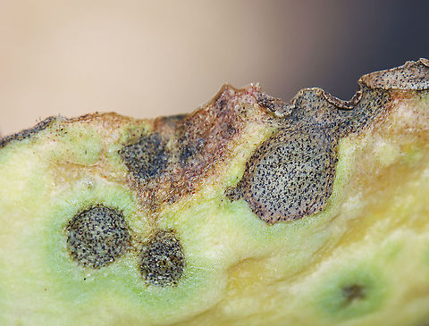 Septoria sedi Host: Sedum
https://www.jungledragon.com/image/116221/septoria_sedi.html
https://www.jungledragon.com/image/116224/septoria_sedi.html
https://www.jungledragon.com/image/116223/septoria_sedi.html
https://www.jungledragon.com/image/116222/septoria_sedi.html Fall,Geotagged,Leptosphaeria pratensis,United States