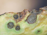 Septoria sedi Host: Sedum<br />
https://www.jungledragon.com/image/116221/septoria_sedi.html<br />
https://www.jungledragon.com/image/116224/septoria_sedi.html<br />
https://www.jungledragon.com/image/116223/septoria_sedi.html<br />
https://www.jungledragon.com/image/116222/septoria_sedi.html Fall,Geotagged,Leptosphaeria pratensis,United States