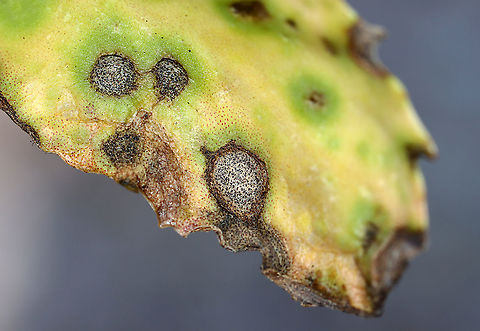 Septoria sedi Host: Sedum
https://www.jungledragon.com/image/116221/septoria_sedi.html
https://www.jungledragon.com/image/116224/septoria_sedi.html
https://www.jungledragon.com/image/116223/septoria_sedi.html
https://www.jungledragon.com/image/116222/septoria_sedi.html Fall,Geotagged,Leptosphaeria pratensis,United States
