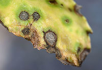Septoria sedi Host: Sedum<br />
https://www.jungledragon.com/image/116221/septoria_sedi.html<br />
https://www.jungledragon.com/image/116224/septoria_sedi.html<br />
https://www.jungledragon.com/image/116223/septoria_sedi.html<br />
https://www.jungledragon.com/image/116222/septoria_sedi.html Fall,Geotagged,Leptosphaeria pratensis,United States