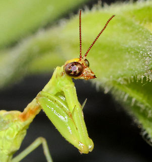 Green Mantidfly - Zeugomantispa minuta I am so happy to see these again this year! This one came to my moth light last night. I brought it inside for a short photoshoot and then returned it to the wild this morning.

Habitat: Attracted to a light in a semi-rural area
https://www.jungledragon.com/image/116268/green_mantidfly_-_zeugomantispa_minuta.html
https://www.jungledragon.com/image/116267/green_mantidfly_-_zeugomantispa_minuta.html
https://www.jungledragon.com/image/116266/green_mantidfly_-_zeugomantispa_minuta.html
https://www.jungledragon.com/image/116265/green_mantidfly_-_zeugomantispa_minuta.html
https://www.jungledragon.com/image/116264/green_mantidfly_-_zeugomantispa_minuta.html
https://www.jungledragon.com/image/116263/green_mantidfly_-_zeugomantispa_minuta.html
https://www.jungledragon.com/image/116262/green_mantidfly_-_zeugomantispa_minuta.html Geotagged,Green Mantidfly,Spring,United States,Zeugomantispa minuta