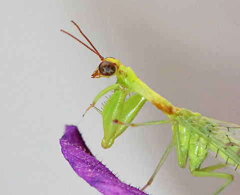 Green Mantidfly - Zeugomantispa minuta I am so happy to see these again this year! This one came to my moth light last night. I brought it inside for a short photoshoot and then returned it to the wild this morning.

Habitat: Attracted to a light in a semi-rural area
https://www.jungledragon.com/image/116268/green_mantidfly_-_zeugomantispa_minuta.html
https://www.jungledragon.com/image/116267/green_mantidfly_-_zeugomantispa_minuta.html
https://www.jungledragon.com/image/116266/green_mantidfly_-_zeugomantispa_minuta.html
https://www.jungledragon.com/image/116265/green_mantidfly_-_zeugomantispa_minuta.html
https://www.jungledragon.com/image/116264/green_mantidfly_-_zeugomantispa_minuta.html
https://www.jungledragon.com/image/116263/green_mantidfly_-_zeugomantispa_minuta.html
https://www.jungledragon.com/image/116262/green_mantidfly_-_zeugomantispa_minuta.html Geotagged,Green Mantidfly,Spring,United States,Zeugomantispa minuta