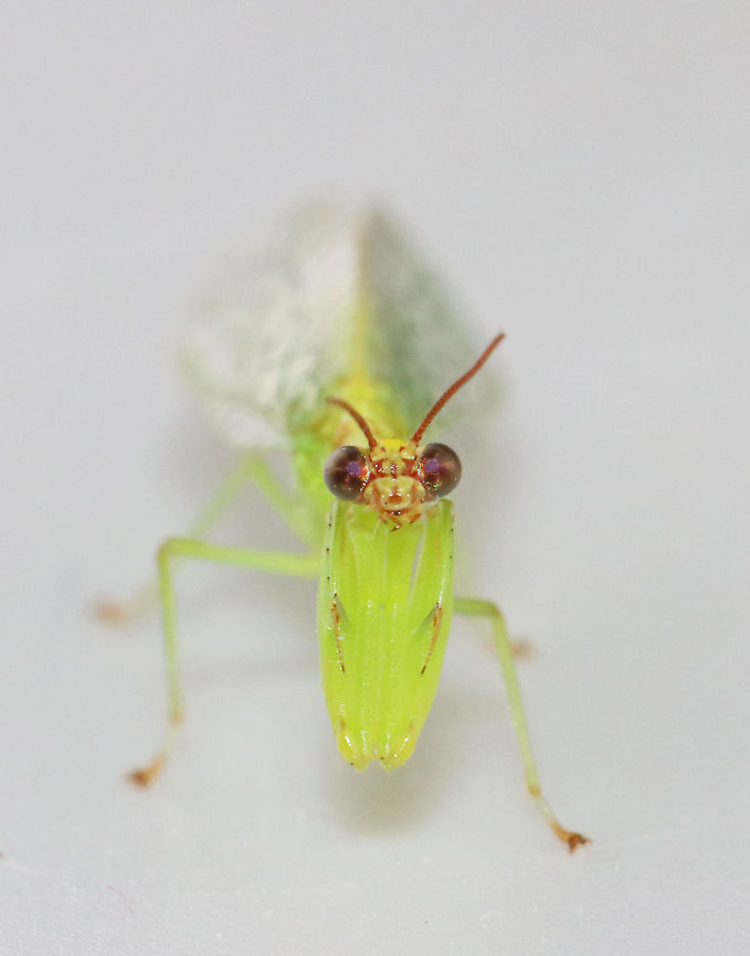 Green Mantidfly - Zeugomantispa minuta Puppy dog pose &lt;3.<br />
<br />
I am so happy to see these again this year! This one came to my moth light last night. I brought it inside for a short photoshoot and then returned it to the wild this morning.<br />
<br />
Habitat: Attracted to a light in a semi-rural area<br />
<figure class="photo"><a href="https://www.jungledragon.com/image/116268/green_mantidfly_-_zeugomantispa_minuta.html" title="Green Mantidfly - Zeugomantispa minuta"><img src="https://s3.amazonaws.com/media.jungledragon.com/images/3232/116268_thumb.jpg?AWSAccessKeyId=05GMT0V3GWVNE7GGM1R2&Expires=1767225610&Signature=5EKTrUXb3vZ6ihDAjPISyDDCd6Y%3D" width="126" height="152" alt="Green Mantidfly - Zeugomantispa minuta Back outside!<br />
<br />
I am so happy to see these again this year! This one came to my moth light last night. I brought it inside for a short photoshoot and then returned it to the wild this morning.<br />
<br />
Habitat: Attracted to a light in a semi-rural area<br />
https://www.jungledragon.com/image/116268/green_mantidfly_-_zeugomantispa_minuta.html<br />
https://www.jungledragon.com/image/116267/green_mantidfly_-_zeugomantispa_minuta.html<br />
https://www.jungledragon.com/image/116266/green_mantidfly_-_zeugomantispa_minuta.html<br />
https://www.jungledragon.com/image/116265/green_mantidfly_-_zeugomantispa_minuta.html<br />
https://www.jungledragon.com/image/116264/green_mantidfly_-_zeugomantispa_minuta.html<br />
https://www.jungledragon.com/image/116263/green_mantidfly_-_zeugomantispa_minuta.html<br />
https://www.jungledragon.com/image/116262/green_mantidfly_-_zeugomantispa_minuta.html Geotagged,Green Mantidfly,Spring,United States,Zeugomantispa minuta" /></a></figure><br />
<figure class="photo"><a href="https://www.jungledragon.com/image/116267/green_mantidfly_-_zeugomantispa_minuta.html" title="Green Mantidfly - Zeugomantispa minuta"><img src="https://s3.amazonaws.com/media.jungledragon.com/images/3232/116267_thumb.jpg?AWSAccessKeyId=05GMT0V3GWVNE7GGM1R2&Expires=1767225610&Signature=ni09ogYf3t1wvN%2BcGihEBGpNa5s%3D" width="200" height="146" alt="Green Mantidfly - Zeugomantispa minuta I am so happy to see these again this year! This one came to my moth light last night. I brought it inside for a short photoshoot and then returned it to the wild this morning.<br />
<br />
Habitat: Attracted to a light in a semi-rural area<br />
https://www.jungledragon.com/image/116268/green_mantidfly_-_zeugomantispa_minuta.html<br />
https://www.jungledragon.com/image/116267/green_mantidfly_-_zeugomantispa_minuta.html<br />
https://www.jungledragon.com/image/116266/green_mantidfly_-_zeugomantispa_minuta.html<br />
https://www.jungledragon.com/image/116265/green_mantidfly_-_zeugomantispa_minuta.html<br />
https://www.jungledragon.com/image/116264/green_mantidfly_-_zeugomantispa_minuta.html<br />
https://www.jungledragon.com/image/116263/green_mantidfly_-_zeugomantispa_minuta.html<br />
https://www.jungledragon.com/image/116262/green_mantidfly_-_zeugomantispa_minuta.html Geotagged,Green Mantidfly,Spring,United States,Zeugomantispa minuta" /></a></figure><br />
<figure class="photo"><a href="https://www.jungledragon.com/image/116266/green_mantidfly_-_zeugomantispa_minuta.html" title="Green Mantidfly - Zeugomantispa minuta"><img src="https://s3.amazonaws.com/media.jungledragon.com/images/3232/116266_thumb.jpg?AWSAccessKeyId=05GMT0V3GWVNE7GGM1R2&Expires=1767225610&Signature=WqokOjVt5Lm%2B9VFDab4m9ZCrL4g%3D" width="200" height="138" alt="Green Mantidfly - Zeugomantispa minuta I am so happy to see these again this year! This one came to my moth light last night. I brought it inside for a short photoshoot and then returned it to the wild this morning.<br />
<br />
Habitat: Attracted to a light in a semi-rural area<br />
https://www.jungledragon.com/image/116268/green_mantidfly_-_zeugomantispa_minuta.html<br />
https://www.jungledragon.com/image/116267/green_mantidfly_-_zeugomantispa_minuta.html<br />
https://www.jungledragon.com/image/116266/green_mantidfly_-_zeugomantispa_minuta.html<br />
https://www.jungledragon.com/image/116265/green_mantidfly_-_zeugomantispa_minuta.html<br />
https://www.jungledragon.com/image/116264/green_mantidfly_-_zeugomantispa_minuta.html<br />
https://www.jungledragon.com/image/116263/green_mantidfly_-_zeugomantispa_minuta.html<br />
https://www.jungledragon.com/image/116262/green_mantidfly_-_zeugomantispa_minuta.html Geotagged,Green Mantidfly,Spring,United States,Zeugomantispa minuta" /></a></figure><br />
<figure class="photo"><a href="https://www.jungledragon.com/image/116265/green_mantidfly_-_zeugomantispa_minuta.html" title="Green Mantidfly - Zeugomantispa minuta"><img src="https://s3.amazonaws.com/media.jungledragon.com/images/3232/116265_thumb.jpg?AWSAccessKeyId=05GMT0V3GWVNE7GGM1R2&Expires=1767225610&Signature=j4AnNobXws%2FgRptOPPt3v4f9U00%3D" width="200" height="146" alt="Green Mantidfly - Zeugomantispa minuta It looks mad in this photo!<br />
<br />
I am so happy to see these again this year! This one came to my moth light last night. I brought it inside for a short photoshoot and then returned it to the wild this morning.<br />
<br />
Habitat: Attracted to a light in a semi-rural area<br />
https://www.jungledragon.com/image/116268/green_mantidfly_-_zeugomantispa_minuta.html<br />
https://www.jungledragon.com/image/116267/green_mantidfly_-_zeugomantispa_minuta.html<br />
https://www.jungledragon.com/image/116266/green_mantidfly_-_zeugomantispa_minuta.html<br />
https://www.jungledragon.com/image/116265/green_mantidfly_-_zeugomantispa_minuta.html<br />
https://www.jungledragon.com/image/116264/green_mantidfly_-_zeugomantispa_minuta.html<br />
https://www.jungledragon.com/image/116263/green_mantidfly_-_zeugomantispa_minuta.html<br />
https://www.jungledragon.com/image/116262/green_mantidfly_-_zeugomantispa_minuta.html Geotagged,Green Mantidfly,Spring,United States,Zeugomantispa minuta" /></a></figure><br />
<figure class="photo"><a href="https://www.jungledragon.com/image/116264/green_mantidfly_-_zeugomantispa_minuta.html" title="Green Mantidfly - Zeugomantispa minuta"><img src="https://s3.amazonaws.com/media.jungledragon.com/images/3232/116264_thumb.jpg?AWSAccessKeyId=05GMT0V3GWVNE7GGM1R2&Expires=1767225610&Signature=7rNftdYcTzMT3yjbAFb9ocwMASA%3D" width="120" height="152" alt="Green Mantidfly - Zeugomantispa minuta Puppy dog pose &lt;3.<br />
<br />
I am so happy to see these again this year! This one came to my moth light last night. I brought it inside for a short photoshoot and then returned it to the wild this morning.<br />
<br />
Habitat: Attracted to a light in a semi-rural area<br />
https://www.jungledragon.com/image/116268/green_mantidfly_-_zeugomantispa_minuta.html<br />
https://www.jungledragon.com/image/116267/green_mantidfly_-_zeugomantispa_minuta.html<br />
https://www.jungledragon.com/image/116266/green_mantidfly_-_zeugomantispa_minuta.html<br />
https://www.jungledragon.com/image/116265/green_mantidfly_-_zeugomantispa_minuta.html<br />
https://www.jungledragon.com/image/116264/green_mantidfly_-_zeugomantispa_minuta.html<br />
https://www.jungledragon.com/image/116263/green_mantidfly_-_zeugomantispa_minuta.html<br />
https://www.jungledragon.com/image/116262/green_mantidfly_-_zeugomantispa_minuta.html Geotagged,Green Mantidfly,Spring,United States,Zeugomantispa minuta" /></a></figure><br />
<figure class="photo"><a href="https://www.jungledragon.com/image/116263/green_mantidfly_-_zeugomantispa_minuta.html" title="Green Mantidfly - Zeugomantispa minuta"><img src="https://s3.amazonaws.com/media.jungledragon.com/images/3232/116263_thumb.jpg?AWSAccessKeyId=05GMT0V3GWVNE7GGM1R2&Expires=1767225610&Signature=K5sdaXSFIn6iX9frWv7x%2FXl2dFM%3D" width="200" height="164" alt="Green Mantidfly - Zeugomantispa minuta I am so happy to see these again this year! This one came to my moth light last night. I brought it inside for a short photoshoot and then returned it to the wild this morning.<br />
<br />
Habitat: Attracted to a light in a semi-rural area<br />
https://www.jungledragon.com/image/116268/green_mantidfly_-_zeugomantispa_minuta.html<br />
https://www.jungledragon.com/image/116267/green_mantidfly_-_zeugomantispa_minuta.html<br />
https://www.jungledragon.com/image/116266/green_mantidfly_-_zeugomantispa_minuta.html<br />
https://www.jungledragon.com/image/116265/green_mantidfly_-_zeugomantispa_minuta.html<br />
https://www.jungledragon.com/image/116264/green_mantidfly_-_zeugomantispa_minuta.html<br />
https://www.jungledragon.com/image/116263/green_mantidfly_-_zeugomantispa_minuta.html<br />
https://www.jungledragon.com/image/116262/green_mantidfly_-_zeugomantispa_minuta.html Geotagged,Green Mantidfly,Spring,United States,Zeugomantispa minuta" /></a></figure><br />
<figure class="photo"><a href="https://www.jungledragon.com/image/116262/green_mantidfly_-_zeugomantispa_minuta.html" title="Green Mantidfly - Zeugomantispa minuta"><img src="https://s3.amazonaws.com/media.jungledragon.com/images/3232/116262_thumb.jpg?AWSAccessKeyId=05GMT0V3GWVNE7GGM1R2&Expires=1767225610&Signature=dc7hizLBNbs1kfpbBVkDF8Jve5Q%3D" width="144" height="152" alt="Green Mantidfly - Zeugomantispa minuta I am so happy to see these again this year! This one came to my moth light last night. I brought it inside for a short photoshoot and then returned it to the wild this morning.<br />
<br />
Habitat: Attracted to a light in a semi-rural area<br />
https://www.jungledragon.com/image/116268/green_mantidfly_-_zeugomantispa_minuta.html<br />
https://www.jungledragon.com/image/116267/green_mantidfly_-_zeugomantispa_minuta.html<br />
https://www.jungledragon.com/image/116266/green_mantidfly_-_zeugomantispa_minuta.html<br />
https://www.jungledragon.com/image/116265/green_mantidfly_-_zeugomantispa_minuta.html<br />
https://www.jungledragon.com/image/116264/green_mantidfly_-_zeugomantispa_minuta.html<br />
https://www.jungledragon.com/image/116263/green_mantidfly_-_zeugomantispa_minuta.html<br />
https://www.jungledragon.com/image/116262/green_mantidfly_-_zeugomantispa_minuta.html Geotagged,Green Mantidfly,Spring,United States,Zeugomantispa minuta" /></a></figure> Geotagged,Green Mantidfly,Spring,United States,Zeugomantispa minuta