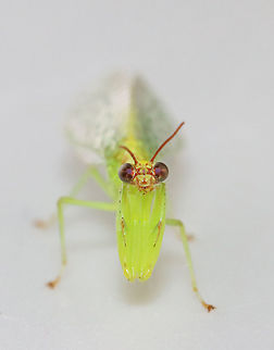 Green Mantidfly - Zeugomantispa minuta Puppy dog pose <3.

I am so happy to see these again this year! This one came to my moth light last night. I brought it inside for a short photoshoot and then returned it to the wild this morning.

Habitat: Attracted to a light in a semi-rural area
https://www.jungledragon.com/image/116268/green_mantidfly_-_zeugomantispa_minuta.html
https://www.jungledragon.com/image/116267/green_mantidfly_-_zeugomantispa_minuta.html
https://www.jungledragon.com/image/116266/green_mantidfly_-_zeugomantispa_minuta.html
https://www.jungledragon.com/image/116265/green_mantidfly_-_zeugomantispa_minuta.html
https://www.jungledragon.com/image/116264/green_mantidfly_-_zeugomantispa_minuta.html
https://www.jungledragon.com/image/116263/green_mantidfly_-_zeugomantispa_minuta.html
https://www.jungledragon.com/image/116262/green_mantidfly_-_zeugomantispa_minuta.html Geotagged,Green Mantidfly,Spring,United States,Zeugomantispa minuta
