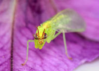 Green Mantidfly - Zeugomantispa minuta It looks mad in this photo!<br />
<br />
I am so happy to see these again this year! This one came to my moth light last night. I brought it inside for a short photoshoot and then returned it to the wild this morning.<br />
<br />
Habitat: Attracted to a light in a semi-rural area<br />
https://www.jungledragon.com/image/116268/green_mantidfly_-_zeugomantispa_minuta.html<br />
https://www.jungledragon.com/image/116267/green_mantidfly_-_zeugomantispa_minuta.html<br />
https://www.jungledragon.com/image/116266/green_mantidfly_-_zeugomantispa_minuta.html<br />
https://www.jungledragon.com/image/116265/green_mantidfly_-_zeugomantispa_minuta.html<br />
https://www.jungledragon.com/image/116264/green_mantidfly_-_zeugomantispa_minuta.html<br />
https://www.jungledragon.com/image/116263/green_mantidfly_-_zeugomantispa_minuta.html<br />
https://www.jungledragon.com/image/116262/green_mantidfly_-_zeugomantispa_minuta.html Geotagged,Green Mantidfly,Spring,United States,Zeugomantispa minuta