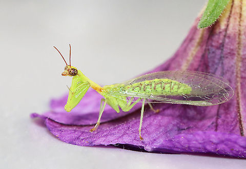 Green Mantidfly - Zeugomantispa minuta I am so happy to see these again this year! This one came to my moth light last night. I brought it inside for a short photoshoot and then returned it to the wild this morning.

Habitat: Attracted to a light in a semi-rural area
https://www.jungledragon.com/image/116268/green_mantidfly_-_zeugomantispa_minuta.html
https://www.jungledragon.com/image/116267/green_mantidfly_-_zeugomantispa_minuta.html
https://www.jungledragon.com/image/116266/green_mantidfly_-_zeugomantispa_minuta.html
https://www.jungledragon.com/image/116265/green_mantidfly_-_zeugomantispa_minuta.html
https://www.jungledragon.com/image/116264/green_mantidfly_-_zeugomantispa_minuta.html
https://www.jungledragon.com/image/116263/green_mantidfly_-_zeugomantispa_minuta.html
https://www.jungledragon.com/image/116262/green_mantidfly_-_zeugomantispa_minuta.html Geotagged,Green Mantidfly,Spring,United States,Zeugomantispa minuta