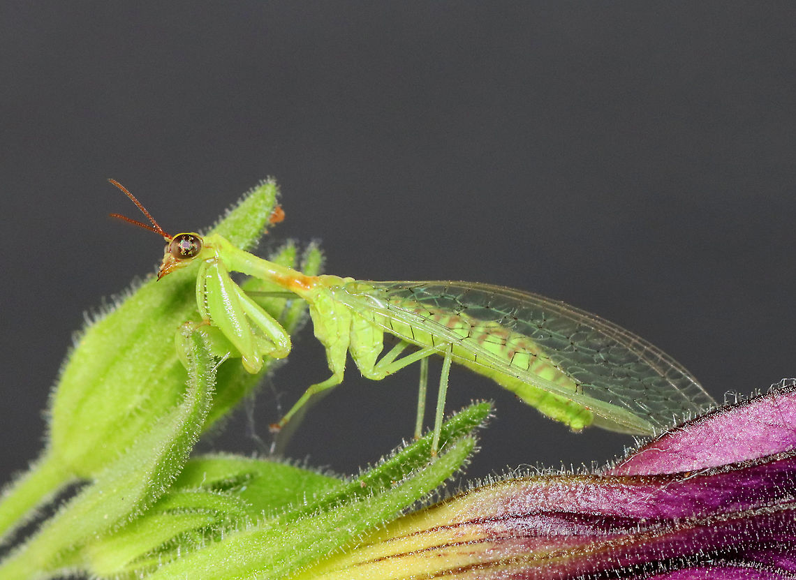 Green Mantidfly - Zeugomantispa minuta I am so happy to see these again this year! This one came to my moth light last night. I brought it inside for a short photoshoot and then returned it to the wild this morning.<br />
<br />
Habitat: Attracted to a light in a semi-rural area<br />
<figure class="photo"><a href="https://www.jungledragon.com/image/116268/green_mantidfly_-_zeugomantispa_minuta.html" title="Green Mantidfly - Zeugomantispa minuta"><img src="https://s3.amazonaws.com/media.jungledragon.com/images/3232/116268_thumb.jpg?AWSAccessKeyId=05GMT0V3GWVNE7GGM1R2&Expires=1767225610&Signature=5EKTrUXb3vZ6ihDAjPISyDDCd6Y%3D" width="126" height="152" alt="Green Mantidfly - Zeugomantispa minuta Back outside!<br />
<br />
I am so happy to see these again this year! This one came to my moth light last night. I brought it inside for a short photoshoot and then returned it to the wild this morning.<br />
<br />
Habitat: Attracted to a light in a semi-rural area<br />
https://www.jungledragon.com/image/116268/green_mantidfly_-_zeugomantispa_minuta.html<br />
https://www.jungledragon.com/image/116267/green_mantidfly_-_zeugomantispa_minuta.html<br />
https://www.jungledragon.com/image/116266/green_mantidfly_-_zeugomantispa_minuta.html<br />
https://www.jungledragon.com/image/116265/green_mantidfly_-_zeugomantispa_minuta.html<br />
https://www.jungledragon.com/image/116264/green_mantidfly_-_zeugomantispa_minuta.html<br />
https://www.jungledragon.com/image/116263/green_mantidfly_-_zeugomantispa_minuta.html<br />
https://www.jungledragon.com/image/116262/green_mantidfly_-_zeugomantispa_minuta.html Geotagged,Green Mantidfly,Spring,United States,Zeugomantispa minuta" /></a></figure><br />
<figure class="photo"><a href="https://www.jungledragon.com/image/116267/green_mantidfly_-_zeugomantispa_minuta.html" title="Green Mantidfly - Zeugomantispa minuta"><img src="https://s3.amazonaws.com/media.jungledragon.com/images/3232/116267_thumb.jpg?AWSAccessKeyId=05GMT0V3GWVNE7GGM1R2&Expires=1767225610&Signature=ni09ogYf3t1wvN%2BcGihEBGpNa5s%3D" width="200" height="146" alt="Green Mantidfly - Zeugomantispa minuta I am so happy to see these again this year! This one came to my moth light last night. I brought it inside for a short photoshoot and then returned it to the wild this morning.<br />
<br />
Habitat: Attracted to a light in a semi-rural area<br />
https://www.jungledragon.com/image/116268/green_mantidfly_-_zeugomantispa_minuta.html<br />
https://www.jungledragon.com/image/116267/green_mantidfly_-_zeugomantispa_minuta.html<br />
https://www.jungledragon.com/image/116266/green_mantidfly_-_zeugomantispa_minuta.html<br />
https://www.jungledragon.com/image/116265/green_mantidfly_-_zeugomantispa_minuta.html<br />
https://www.jungledragon.com/image/116264/green_mantidfly_-_zeugomantispa_minuta.html<br />
https://www.jungledragon.com/image/116263/green_mantidfly_-_zeugomantispa_minuta.html<br />
https://www.jungledragon.com/image/116262/green_mantidfly_-_zeugomantispa_minuta.html Geotagged,Green Mantidfly,Spring,United States,Zeugomantispa minuta" /></a></figure><br />
<figure class="photo"><a href="https://www.jungledragon.com/image/116266/green_mantidfly_-_zeugomantispa_minuta.html" title="Green Mantidfly - Zeugomantispa minuta"><img src="https://s3.amazonaws.com/media.jungledragon.com/images/3232/116266_thumb.jpg?AWSAccessKeyId=05GMT0V3GWVNE7GGM1R2&Expires=1767225610&Signature=WqokOjVt5Lm%2B9VFDab4m9ZCrL4g%3D" width="200" height="138" alt="Green Mantidfly - Zeugomantispa minuta I am so happy to see these again this year! This one came to my moth light last night. I brought it inside for a short photoshoot and then returned it to the wild this morning.<br />
<br />
Habitat: Attracted to a light in a semi-rural area<br />
https://www.jungledragon.com/image/116268/green_mantidfly_-_zeugomantispa_minuta.html<br />
https://www.jungledragon.com/image/116267/green_mantidfly_-_zeugomantispa_minuta.html<br />
https://www.jungledragon.com/image/116266/green_mantidfly_-_zeugomantispa_minuta.html<br />
https://www.jungledragon.com/image/116265/green_mantidfly_-_zeugomantispa_minuta.html<br />
https://www.jungledragon.com/image/116264/green_mantidfly_-_zeugomantispa_minuta.html<br />
https://www.jungledragon.com/image/116263/green_mantidfly_-_zeugomantispa_minuta.html<br />
https://www.jungledragon.com/image/116262/green_mantidfly_-_zeugomantispa_minuta.html Geotagged,Green Mantidfly,Spring,United States,Zeugomantispa minuta" /></a></figure><br />
<figure class="photo"><a href="https://www.jungledragon.com/image/116265/green_mantidfly_-_zeugomantispa_minuta.html" title="Green Mantidfly - Zeugomantispa minuta"><img src="https://s3.amazonaws.com/media.jungledragon.com/images/3232/116265_thumb.jpg?AWSAccessKeyId=05GMT0V3GWVNE7GGM1R2&Expires=1767225610&Signature=j4AnNobXws%2FgRptOPPt3v4f9U00%3D" width="200" height="146" alt="Green Mantidfly - Zeugomantispa minuta It looks mad in this photo!<br />
<br />
I am so happy to see these again this year! This one came to my moth light last night. I brought it inside for a short photoshoot and then returned it to the wild this morning.<br />
<br />
Habitat: Attracted to a light in a semi-rural area<br />
https://www.jungledragon.com/image/116268/green_mantidfly_-_zeugomantispa_minuta.html<br />
https://www.jungledragon.com/image/116267/green_mantidfly_-_zeugomantispa_minuta.html<br />
https://www.jungledragon.com/image/116266/green_mantidfly_-_zeugomantispa_minuta.html<br />
https://www.jungledragon.com/image/116265/green_mantidfly_-_zeugomantispa_minuta.html<br />
https://www.jungledragon.com/image/116264/green_mantidfly_-_zeugomantispa_minuta.html<br />
https://www.jungledragon.com/image/116263/green_mantidfly_-_zeugomantispa_minuta.html<br />
https://www.jungledragon.com/image/116262/green_mantidfly_-_zeugomantispa_minuta.html Geotagged,Green Mantidfly,Spring,United States,Zeugomantispa minuta" /></a></figure><br />
<figure class="photo"><a href="https://www.jungledragon.com/image/116264/green_mantidfly_-_zeugomantispa_minuta.html" title="Green Mantidfly - Zeugomantispa minuta"><img src="https://s3.amazonaws.com/media.jungledragon.com/images/3232/116264_thumb.jpg?AWSAccessKeyId=05GMT0V3GWVNE7GGM1R2&Expires=1767225610&Signature=7rNftdYcTzMT3yjbAFb9ocwMASA%3D" width="120" height="152" alt="Green Mantidfly - Zeugomantispa minuta Puppy dog pose &lt;3.<br />
<br />
I am so happy to see these again this year! This one came to my moth light last night. I brought it inside for a short photoshoot and then returned it to the wild this morning.<br />
<br />
Habitat: Attracted to a light in a semi-rural area<br />
https://www.jungledragon.com/image/116268/green_mantidfly_-_zeugomantispa_minuta.html<br />
https://www.jungledragon.com/image/116267/green_mantidfly_-_zeugomantispa_minuta.html<br />
https://www.jungledragon.com/image/116266/green_mantidfly_-_zeugomantispa_minuta.html<br />
https://www.jungledragon.com/image/116265/green_mantidfly_-_zeugomantispa_minuta.html<br />
https://www.jungledragon.com/image/116264/green_mantidfly_-_zeugomantispa_minuta.html<br />
https://www.jungledragon.com/image/116263/green_mantidfly_-_zeugomantispa_minuta.html<br />
https://www.jungledragon.com/image/116262/green_mantidfly_-_zeugomantispa_minuta.html Geotagged,Green Mantidfly,Spring,United States,Zeugomantispa minuta" /></a></figure><br />
<figure class="photo"><a href="https://www.jungledragon.com/image/116263/green_mantidfly_-_zeugomantispa_minuta.html" title="Green Mantidfly - Zeugomantispa minuta"><img src="https://s3.amazonaws.com/media.jungledragon.com/images/3232/116263_thumb.jpg?AWSAccessKeyId=05GMT0V3GWVNE7GGM1R2&Expires=1767225610&Signature=K5sdaXSFIn6iX9frWv7x%2FXl2dFM%3D" width="200" height="164" alt="Green Mantidfly - Zeugomantispa minuta I am so happy to see these again this year! This one came to my moth light last night. I brought it inside for a short photoshoot and then returned it to the wild this morning.<br />
<br />
Habitat: Attracted to a light in a semi-rural area<br />
https://www.jungledragon.com/image/116268/green_mantidfly_-_zeugomantispa_minuta.html<br />
https://www.jungledragon.com/image/116267/green_mantidfly_-_zeugomantispa_minuta.html<br />
https://www.jungledragon.com/image/116266/green_mantidfly_-_zeugomantispa_minuta.html<br />
https://www.jungledragon.com/image/116265/green_mantidfly_-_zeugomantispa_minuta.html<br />
https://www.jungledragon.com/image/116264/green_mantidfly_-_zeugomantispa_minuta.html<br />
https://www.jungledragon.com/image/116263/green_mantidfly_-_zeugomantispa_minuta.html<br />
https://www.jungledragon.com/image/116262/green_mantidfly_-_zeugomantispa_minuta.html Geotagged,Green Mantidfly,Spring,United States,Zeugomantispa minuta" /></a></figure><br />
<figure class="photo"><a href="https://www.jungledragon.com/image/116262/green_mantidfly_-_zeugomantispa_minuta.html" title="Green Mantidfly - Zeugomantispa minuta"><img src="https://s3.amazonaws.com/media.jungledragon.com/images/3232/116262_thumb.jpg?AWSAccessKeyId=05GMT0V3GWVNE7GGM1R2&Expires=1767225610&Signature=dc7hizLBNbs1kfpbBVkDF8Jve5Q%3D" width="144" height="152" alt="Green Mantidfly - Zeugomantispa minuta I am so happy to see these again this year! This one came to my moth light last night. I brought it inside for a short photoshoot and then returned it to the wild this morning.<br />
<br />
Habitat: Attracted to a light in a semi-rural area<br />
https://www.jungledragon.com/image/116268/green_mantidfly_-_zeugomantispa_minuta.html<br />
https://www.jungledragon.com/image/116267/green_mantidfly_-_zeugomantispa_minuta.html<br />
https://www.jungledragon.com/image/116266/green_mantidfly_-_zeugomantispa_minuta.html<br />
https://www.jungledragon.com/image/116265/green_mantidfly_-_zeugomantispa_minuta.html<br />
https://www.jungledragon.com/image/116264/green_mantidfly_-_zeugomantispa_minuta.html<br />
https://www.jungledragon.com/image/116263/green_mantidfly_-_zeugomantispa_minuta.html<br />
https://www.jungledragon.com/image/116262/green_mantidfly_-_zeugomantispa_minuta.html Geotagged,Green Mantidfly,Spring,United States,Zeugomantispa minuta" /></a></figure> Geotagged,Green Mantidfly,Spring,United States,Zeugomantispa minuta