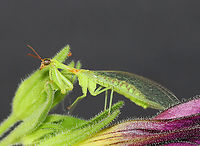 Green Mantidfly - Zeugomantispa minuta I am so happy to see these again this year! This one came to my moth light last night. I brought it inside for a short photoshoot and then returned it to the wild this morning.<br />
<br />
Habitat: Attracted to a light in a semi-rural area<br />
https://www.jungledragon.com/image/116268/green_mantidfly_-_zeugomantispa_minuta.html<br />
https://www.jungledragon.com/image/116267/green_mantidfly_-_zeugomantispa_minuta.html<br />
https://www.jungledragon.com/image/116266/green_mantidfly_-_zeugomantispa_minuta.html<br />
https://www.jungledragon.com/image/116265/green_mantidfly_-_zeugomantispa_minuta.html<br />
https://www.jungledragon.com/image/116264/green_mantidfly_-_zeugomantispa_minuta.html<br />
https://www.jungledragon.com/image/116263/green_mantidfly_-_zeugomantispa_minuta.html<br />
https://www.jungledragon.com/image/116262/green_mantidfly_-_zeugomantispa_minuta.html Geotagged,Green Mantidfly,Spring,United States,Zeugomantispa minuta
