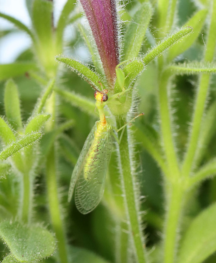 Green Mantidfly - Zeugomantispa minuta Back outside!<br />
<br />
I am so happy to see these again this year! This one came to my moth light last night. I brought it inside for a short photoshoot and then returned it to the wild this morning.<br />
<br />
Habitat: Attracted to a light in a semi-rural area<br />
<figure class="photo"><a href="https://www.jungledragon.com/image/116268/green_mantidfly_-_zeugomantispa_minuta.html" title="Green Mantidfly - Zeugomantispa minuta"><img src="https://s3.amazonaws.com/media.jungledragon.com/images/3232/116268_thumb.jpg?AWSAccessKeyId=05GMT0V3GWVNE7GGM1R2&Expires=1769040010&Signature=9Duw2WFy1foHxThb%2Bl2d2vcKoQc%3D" width="126" height="152" alt="Green Mantidfly - Zeugomantispa minuta Back outside!<br />
<br />
I am so happy to see these again this year! This one came to my moth light last night. I brought it inside for a short photoshoot and then returned it to the wild this morning.<br />
<br />
Habitat: Attracted to a light in a semi-rural area<br />
https://www.jungledragon.com/image/116268/green_mantidfly_-_zeugomantispa_minuta.html<br />
https://www.jungledragon.com/image/116267/green_mantidfly_-_zeugomantispa_minuta.html<br />
https://www.jungledragon.com/image/116266/green_mantidfly_-_zeugomantispa_minuta.html<br />
https://www.jungledragon.com/image/116265/green_mantidfly_-_zeugomantispa_minuta.html<br />
https://www.jungledragon.com/image/116264/green_mantidfly_-_zeugomantispa_minuta.html<br />
https://www.jungledragon.com/image/116263/green_mantidfly_-_zeugomantispa_minuta.html<br />
https://www.jungledragon.com/image/116262/green_mantidfly_-_zeugomantispa_minuta.html Geotagged,Green Mantidfly,Spring,United States,Zeugomantispa minuta" /></a></figure><br />
<figure class="photo"><a href="https://www.jungledragon.com/image/116267/green_mantidfly_-_zeugomantispa_minuta.html" title="Green Mantidfly - Zeugomantispa minuta"><img src="https://s3.amazonaws.com/media.jungledragon.com/images/3232/116267_thumb.jpg?AWSAccessKeyId=05GMT0V3GWVNE7GGM1R2&Expires=1769040010&Signature=fEfbhYwpvkhuVyDO9jpR86Qx790%3D" width="200" height="146" alt="Green Mantidfly - Zeugomantispa minuta I am so happy to see these again this year! This one came to my moth light last night. I brought it inside for a short photoshoot and then returned it to the wild this morning.<br />
<br />
Habitat: Attracted to a light in a semi-rural area<br />
https://www.jungledragon.com/image/116268/green_mantidfly_-_zeugomantispa_minuta.html<br />
https://www.jungledragon.com/image/116267/green_mantidfly_-_zeugomantispa_minuta.html<br />
https://www.jungledragon.com/image/116266/green_mantidfly_-_zeugomantispa_minuta.html<br />
https://www.jungledragon.com/image/116265/green_mantidfly_-_zeugomantispa_minuta.html<br />
https://www.jungledragon.com/image/116264/green_mantidfly_-_zeugomantispa_minuta.html<br />
https://www.jungledragon.com/image/116263/green_mantidfly_-_zeugomantispa_minuta.html<br />
https://www.jungledragon.com/image/116262/green_mantidfly_-_zeugomantispa_minuta.html Geotagged,Green Mantidfly,Spring,United States,Zeugomantispa minuta" /></a></figure><br />
<figure class="photo"><a href="https://www.jungledragon.com/image/116266/green_mantidfly_-_zeugomantispa_minuta.html" title="Green Mantidfly - Zeugomantispa minuta"><img src="https://s3.amazonaws.com/media.jungledragon.com/images/3232/116266_thumb.jpg?AWSAccessKeyId=05GMT0V3GWVNE7GGM1R2&Expires=1769040010&Signature=c9Lv8FYGkZmObB0PWddoZIUSPgY%3D" width="200" height="138" alt="Green Mantidfly - Zeugomantispa minuta I am so happy to see these again this year! This one came to my moth light last night. I brought it inside for a short photoshoot and then returned it to the wild this morning.<br />
<br />
Habitat: Attracted to a light in a semi-rural area<br />
https://www.jungledragon.com/image/116268/green_mantidfly_-_zeugomantispa_minuta.html<br />
https://www.jungledragon.com/image/116267/green_mantidfly_-_zeugomantispa_minuta.html<br />
https://www.jungledragon.com/image/116266/green_mantidfly_-_zeugomantispa_minuta.html<br />
https://www.jungledragon.com/image/116265/green_mantidfly_-_zeugomantispa_minuta.html<br />
https://www.jungledragon.com/image/116264/green_mantidfly_-_zeugomantispa_minuta.html<br />
https://www.jungledragon.com/image/116263/green_mantidfly_-_zeugomantispa_minuta.html<br />
https://www.jungledragon.com/image/116262/green_mantidfly_-_zeugomantispa_minuta.html Geotagged,Green Mantidfly,Spring,United States,Zeugomantispa minuta" /></a></figure><br />
<figure class="photo"><a href="https://www.jungledragon.com/image/116265/green_mantidfly_-_zeugomantispa_minuta.html" title="Green Mantidfly - Zeugomantispa minuta"><img src="https://s3.amazonaws.com/media.jungledragon.com/images/3232/116265_thumb.jpg?AWSAccessKeyId=05GMT0V3GWVNE7GGM1R2&Expires=1769040010&Signature=YJp%2BWC5wYa8qBoAPMAgSHCp9rmA%3D" width="200" height="146" alt="Green Mantidfly - Zeugomantispa minuta It looks mad in this photo!<br />
<br />
I am so happy to see these again this year! This one came to my moth light last night. I brought it inside for a short photoshoot and then returned it to the wild this morning.<br />
<br />
Habitat: Attracted to a light in a semi-rural area<br />
https://www.jungledragon.com/image/116268/green_mantidfly_-_zeugomantispa_minuta.html<br />
https://www.jungledragon.com/image/116267/green_mantidfly_-_zeugomantispa_minuta.html<br />
https://www.jungledragon.com/image/116266/green_mantidfly_-_zeugomantispa_minuta.html<br />
https://www.jungledragon.com/image/116265/green_mantidfly_-_zeugomantispa_minuta.html<br />
https://www.jungledragon.com/image/116264/green_mantidfly_-_zeugomantispa_minuta.html<br />
https://www.jungledragon.com/image/116263/green_mantidfly_-_zeugomantispa_minuta.html<br />
https://www.jungledragon.com/image/116262/green_mantidfly_-_zeugomantispa_minuta.html Geotagged,Green Mantidfly,Spring,United States,Zeugomantispa minuta" /></a></figure><br />
<figure class="photo"><a href="https://www.jungledragon.com/image/116264/green_mantidfly_-_zeugomantispa_minuta.html" title="Green Mantidfly - Zeugomantispa minuta"><img src="https://s3.amazonaws.com/media.jungledragon.com/images/3232/116264_thumb.jpg?AWSAccessKeyId=05GMT0V3GWVNE7GGM1R2&Expires=1769040010&Signature=h8x9406f%2BsaYpeOYUWvkH8Dod4w%3D" width="120" height="152" alt="Green Mantidfly - Zeugomantispa minuta Puppy dog pose &lt;3.<br />
<br />
I am so happy to see these again this year! This one came to my moth light last night. I brought it inside for a short photoshoot and then returned it to the wild this morning.<br />
<br />
Habitat: Attracted to a light in a semi-rural area<br />
https://www.jungledragon.com/image/116268/green_mantidfly_-_zeugomantispa_minuta.html<br />
https://www.jungledragon.com/image/116267/green_mantidfly_-_zeugomantispa_minuta.html<br />
https://www.jungledragon.com/image/116266/green_mantidfly_-_zeugomantispa_minuta.html<br />
https://www.jungledragon.com/image/116265/green_mantidfly_-_zeugomantispa_minuta.html<br />
https://www.jungledragon.com/image/116264/green_mantidfly_-_zeugomantispa_minuta.html<br />
https://www.jungledragon.com/image/116263/green_mantidfly_-_zeugomantispa_minuta.html<br />
https://www.jungledragon.com/image/116262/green_mantidfly_-_zeugomantispa_minuta.html Geotagged,Green Mantidfly,Spring,United States,Zeugomantispa minuta" /></a></figure><br />
<figure class="photo"><a href="https://www.jungledragon.com/image/116263/green_mantidfly_-_zeugomantispa_minuta.html" title="Green Mantidfly - Zeugomantispa minuta"><img src="https://s3.amazonaws.com/media.jungledragon.com/images/3232/116263_thumb.jpg?AWSAccessKeyId=05GMT0V3GWVNE7GGM1R2&Expires=1769040010&Signature=dIkn2%2Fyl1DUWRrVRlEbwE9XfCLU%3D" width="200" height="164" alt="Green Mantidfly - Zeugomantispa minuta I am so happy to see these again this year! This one came to my moth light last night. I brought it inside for a short photoshoot and then returned it to the wild this morning.<br />
<br />
Habitat: Attracted to a light in a semi-rural area<br />
https://www.jungledragon.com/image/116268/green_mantidfly_-_zeugomantispa_minuta.html<br />
https://www.jungledragon.com/image/116267/green_mantidfly_-_zeugomantispa_minuta.html<br />
https://www.jungledragon.com/image/116266/green_mantidfly_-_zeugomantispa_minuta.html<br />
https://www.jungledragon.com/image/116265/green_mantidfly_-_zeugomantispa_minuta.html<br />
https://www.jungledragon.com/image/116264/green_mantidfly_-_zeugomantispa_minuta.html<br />
https://www.jungledragon.com/image/116263/green_mantidfly_-_zeugomantispa_minuta.html<br />
https://www.jungledragon.com/image/116262/green_mantidfly_-_zeugomantispa_minuta.html Geotagged,Green Mantidfly,Spring,United States,Zeugomantispa minuta" /></a></figure><br />
<figure class="photo"><a href="https://www.jungledragon.com/image/116262/green_mantidfly_-_zeugomantispa_minuta.html" title="Green Mantidfly - Zeugomantispa minuta"><img src="https://s3.amazonaws.com/media.jungledragon.com/images/3232/116262_thumb.jpg?AWSAccessKeyId=05GMT0V3GWVNE7GGM1R2&Expires=1769040010&Signature=%2BgbHJEt2twLKMl4qZUvXAUXH0SQ%3D" width="144" height="152" alt="Green Mantidfly - Zeugomantispa minuta I am so happy to see these again this year! This one came to my moth light last night. I brought it inside for a short photoshoot and then returned it to the wild this morning.<br />
<br />
Habitat: Attracted to a light in a semi-rural area<br />
https://www.jungledragon.com/image/116268/green_mantidfly_-_zeugomantispa_minuta.html<br />
https://www.jungledragon.com/image/116267/green_mantidfly_-_zeugomantispa_minuta.html<br />
https://www.jungledragon.com/image/116266/green_mantidfly_-_zeugomantispa_minuta.html<br />
https://www.jungledragon.com/image/116265/green_mantidfly_-_zeugomantispa_minuta.html<br />
https://www.jungledragon.com/image/116264/green_mantidfly_-_zeugomantispa_minuta.html<br />
https://www.jungledragon.com/image/116263/green_mantidfly_-_zeugomantispa_minuta.html<br />
https://www.jungledragon.com/image/116262/green_mantidfly_-_zeugomantispa_minuta.html Geotagged,Green Mantidfly,Spring,United States,Zeugomantispa minuta" /></a></figure> Geotagged,Green Mantidfly,Spring,United States,Zeugomantispa minuta