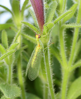 Green Mantidfly - Zeugomantispa minuta Back outside!

I am so happy to see these again this year! This one came to my moth light last night. I brought it inside for a short photoshoot and then returned it to the wild this morning.

Habitat: Attracted to a light in a semi-rural area
https://www.jungledragon.com/image/116268/green_mantidfly_-_zeugomantispa_minuta.html
https://www.jungledragon.com/image/116267/green_mantidfly_-_zeugomantispa_minuta.html
https://www.jungledragon.com/image/116266/green_mantidfly_-_zeugomantispa_minuta.html
https://www.jungledragon.com/image/116265/green_mantidfly_-_zeugomantispa_minuta.html
https://www.jungledragon.com/image/116264/green_mantidfly_-_zeugomantispa_minuta.html
https://www.jungledragon.com/image/116263/green_mantidfly_-_zeugomantispa_minuta.html
https://www.jungledragon.com/image/116262/green_mantidfly_-_zeugomantispa_minuta.html Geotagged,Green Mantidfly,Spring,United States,Zeugomantispa minuta