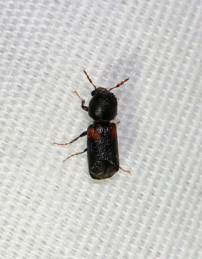 Red-shouldered Bostrichid - Xylobiops basilaris This cutie was in a hurry, so I didn't get many shots. <br />
<br />
Habitat: Attracted to a light; semi-rural area<br />
<figure class="photo"><a href="https://www.jungledragon.com/image/116270/red-shouldered_bostrichid_-_xylobiops_basilaris.html" title="Red-shouldered Bostrichid - Xylobiops basilaris"><img src="https://s3.amazonaws.com/media.jungledragon.com/images/3232/116270_thumb.jpg?AWSAccessKeyId=05GMT0V3GWVNE7GGM1R2&Expires=1769040010&Signature=7Mm73J97BVyhM6EQkldgHquuQqk%3D" width="200" height="154" alt="Red-shouldered Bostrichid - Xylobiops basilaris *The purpose pf this bad photo is to show the beetle's profile.<br />
<br />
This cutie was in a hurry, so I didn't get many shots.<br />
https://www.jungledragon.com/image/116269/red-shouldered_bostrichid_-_xylobiops_basilaris.html<br />
Habitat: Attracted to a light; semi-rural area Geotagged,Red-shouldered Bostrichid,Spring,United States,Xylobiops basilaris,beetle" /></a></figure> Geotagged,Red-shouldered Bostrichid,Spring,United States,Xylobiops basilaris,beetle,horned powder-post beetle