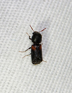 Red-shouldered Bostrichid - Xylobiops basilaris This cutie was in a hurry, so I didn't get many shots. 

Habitat: Attracted to a light; semi-rural area
https://www.jungledragon.com/image/116270/red-shouldered_bostrichid_-_xylobiops_basilaris.html Geotagged,Red-shouldered Bostrichid,Spring,United States,Xylobiops basilaris,beetle,horned powder-post beetle